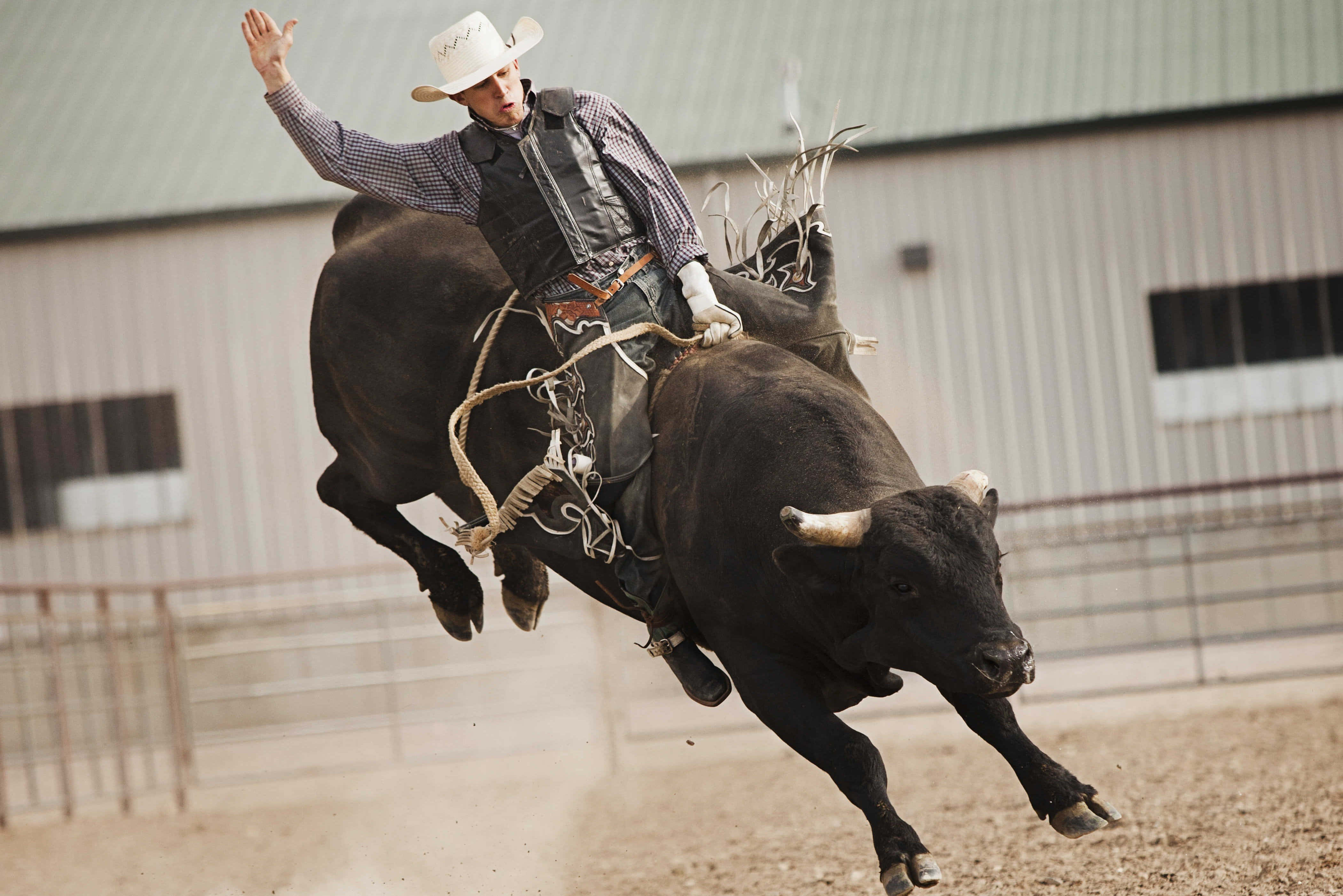 Bull Rider 桌布 壁紙 — 一位戴白帽的牛仔在牛仔競技場中緊抓住一頭在半空中騰躍的黑公牛。