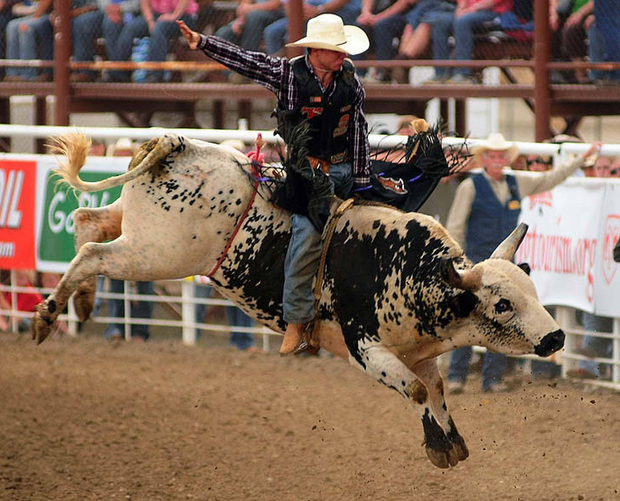 Bull Riding 桌布 壁紙 — 一位戴白帽的牛仔在牛仔競技表演中緊抓著一隻黑白相間的公牛，背景有觀眾。