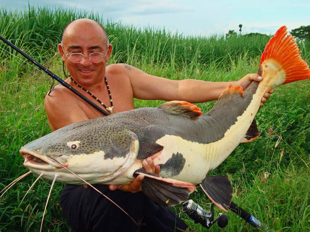 catfish 桌布 壁紙 — 一位戴眼鏡的光頭男子微笑著自豪地抱著一條有鮮豔橙色鰭的大斑點鯰魚，背景是晴朗天空下的高綠草。