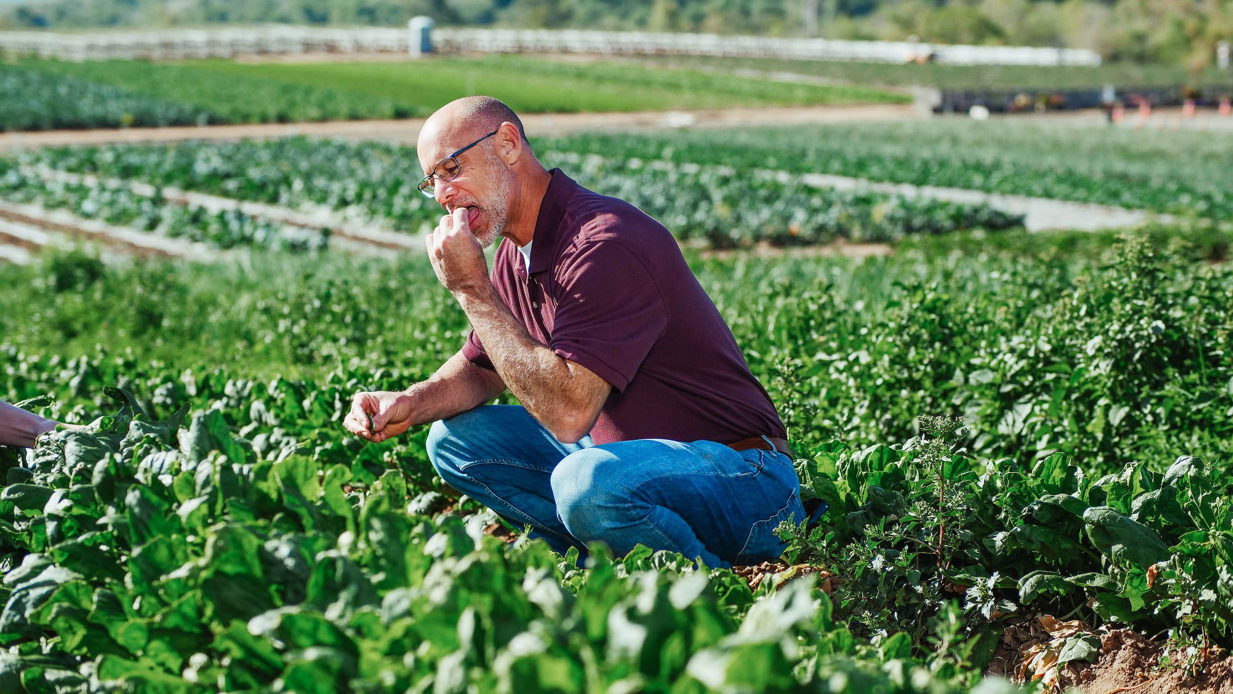 Healthy Food 桌布 壁紙 — 一位戴眼鏡的光頭男子蹲在茂密的綠色田野中，品嚐一片葉子，同時在明亮的陽光下檢查農作物。