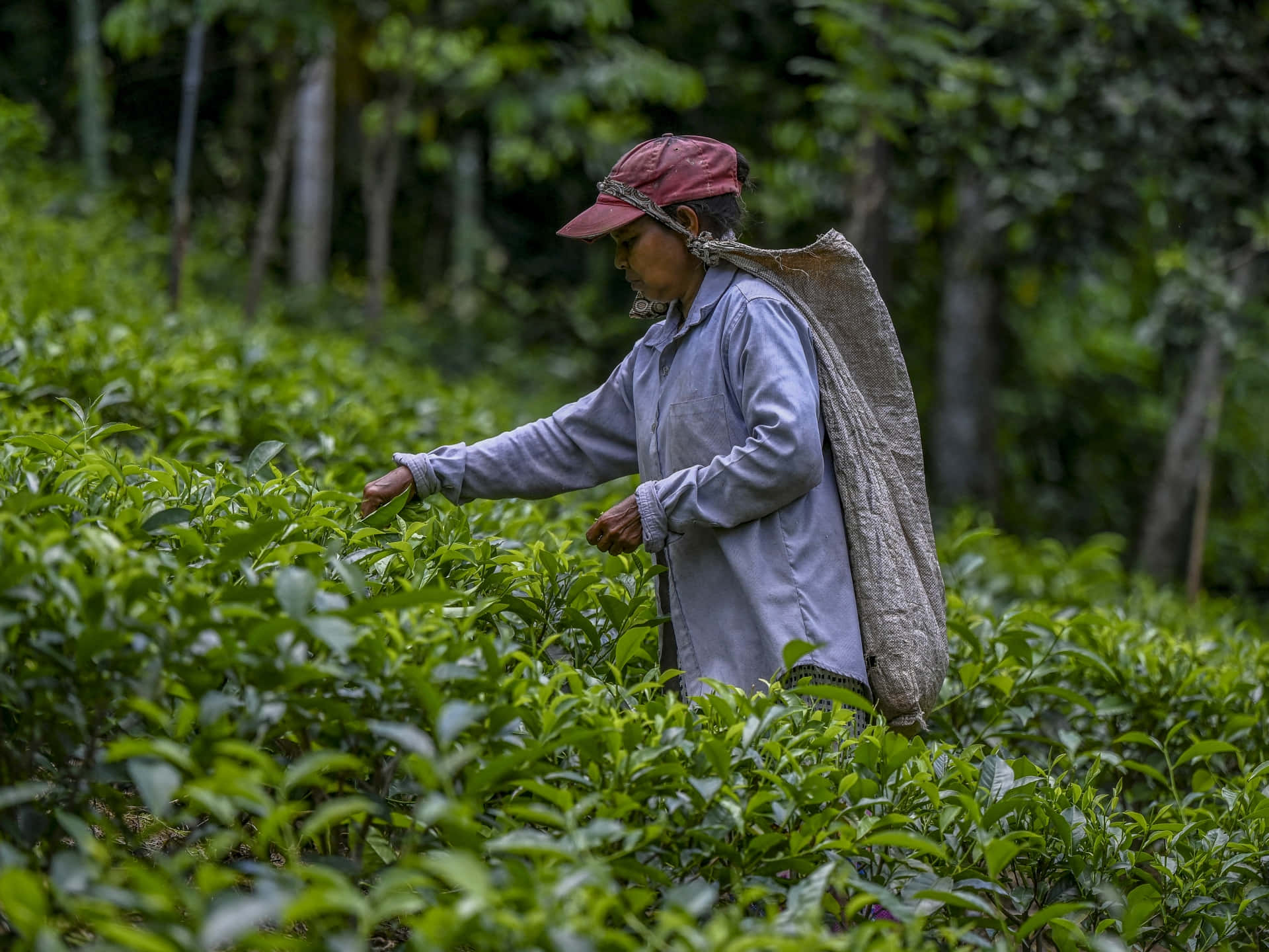 Organic Farming 桌布 壁紙 — 一位戴紅帽的採茶人正小心翼翼地從茂密的種植園中採摘新鮮的綠葉，周圍是茂密的森林。