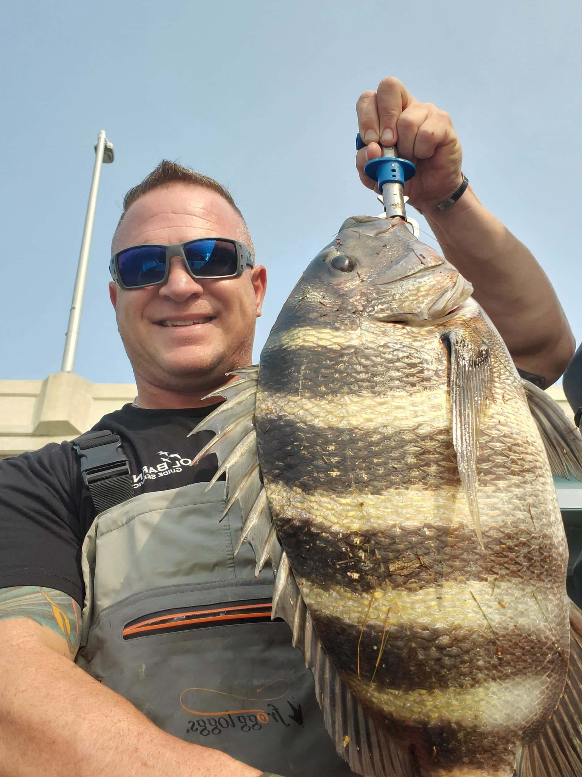 Sheepshead Fish 桌布 壁紙 — 一位戴著太陽眼鏡的漁夫微笑著，用藍色抓握工具自豪地舉起一條大條紋魚，背景是清澈的藍天。
