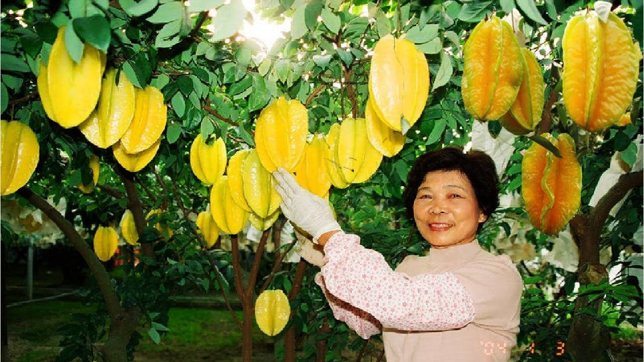 Fruits 桌布 壁紙 — 一位戴著手套的微笑女士，在明媚陽光下輕輕觸摸掛在茂密綠樹上的成熟黃色楊桃。