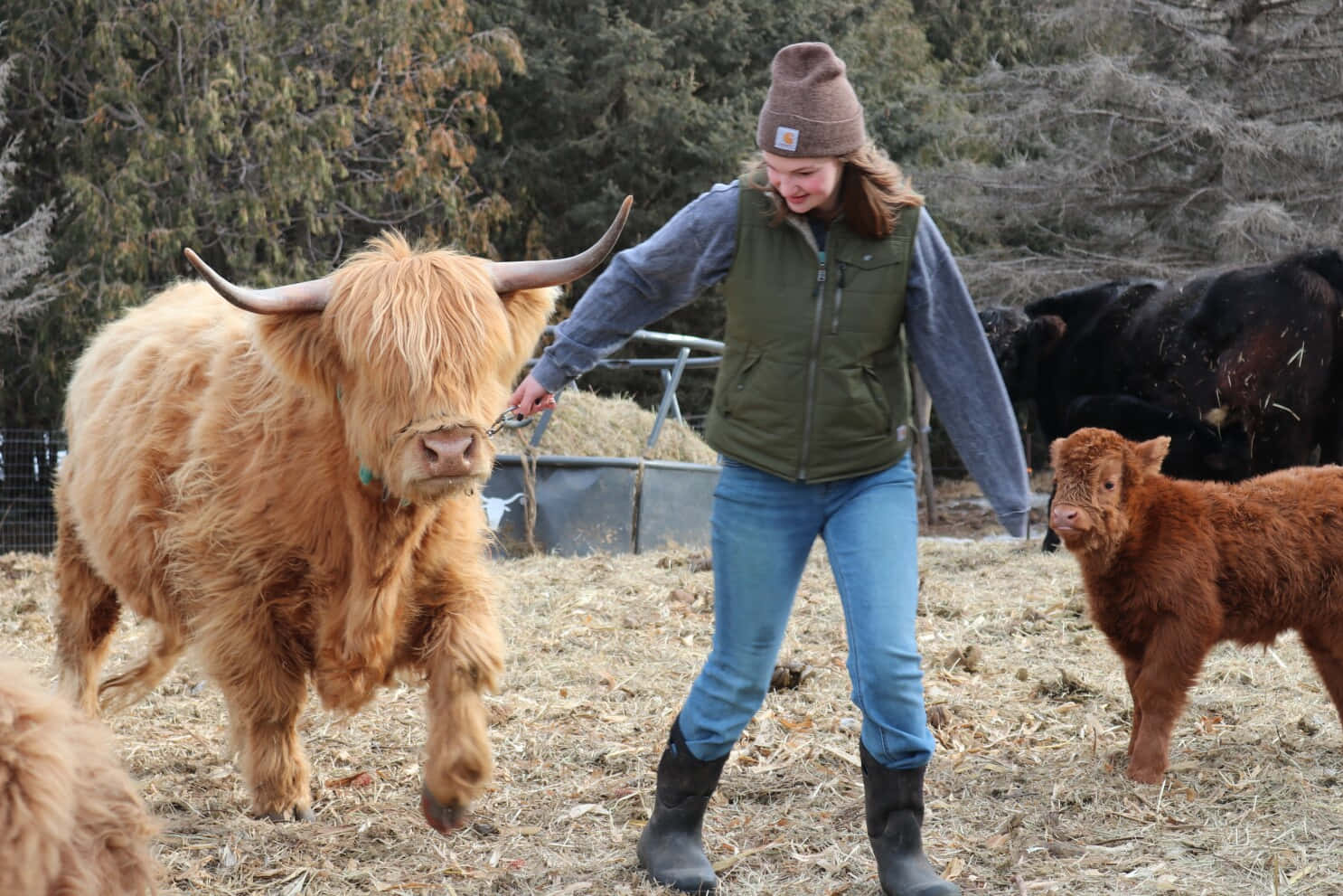 Cute Cow 桌布 壁紙 — 一位戴著毛帽和背心的女士，溫柔地帶領一頭毛茸茸的高地牛穿過鋪滿乾草的田野，附近有一頭小牛。