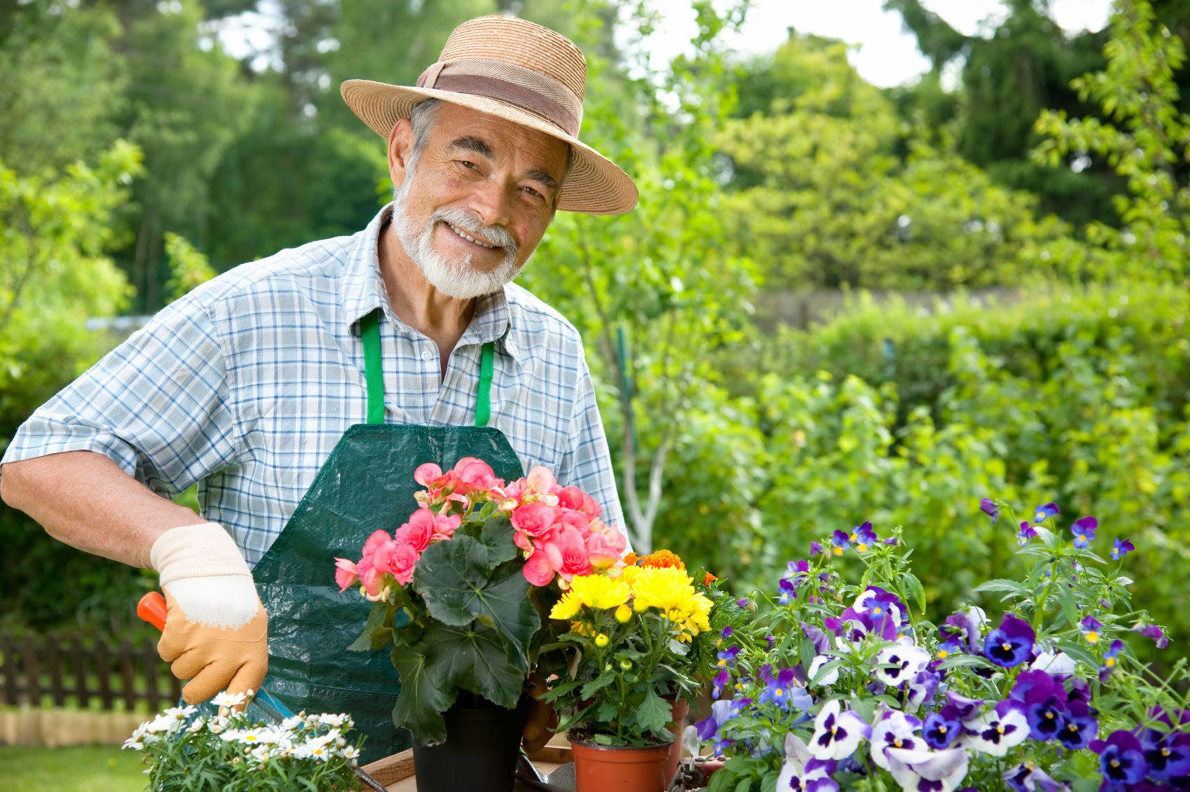 Gardening 桌布 壁紙 — 一位戴著草帽和綠色圍裙的年長園丁，在茂盛的花園裡微笑著捧著鮮豔的盆栽花卉。