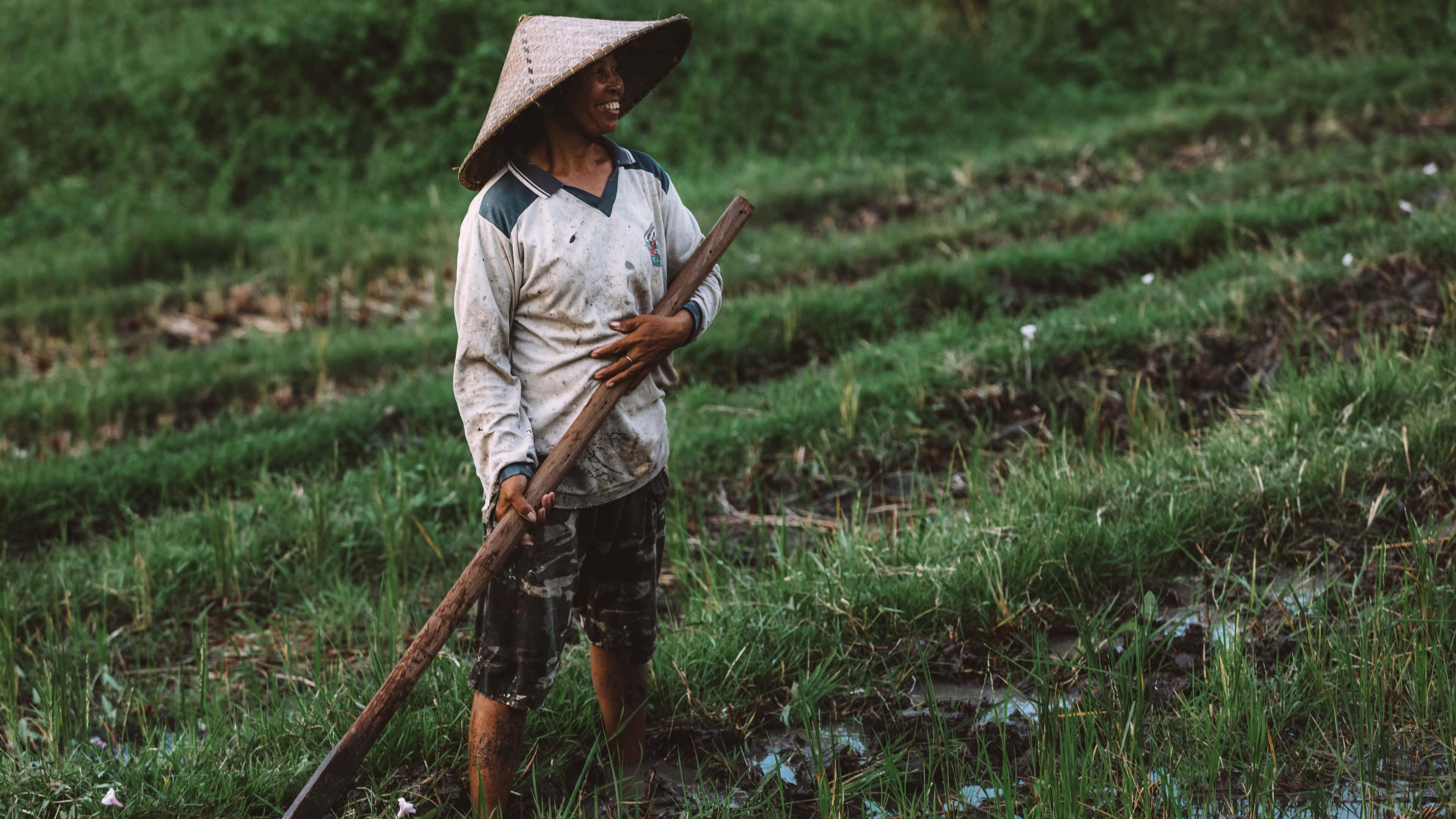 Farmer 桌布 壁紙 — 一位戴著錐形帽微笑的農夫站在泥濘的水稻田中，手持長木工具，周圍是茂密的綠色行。