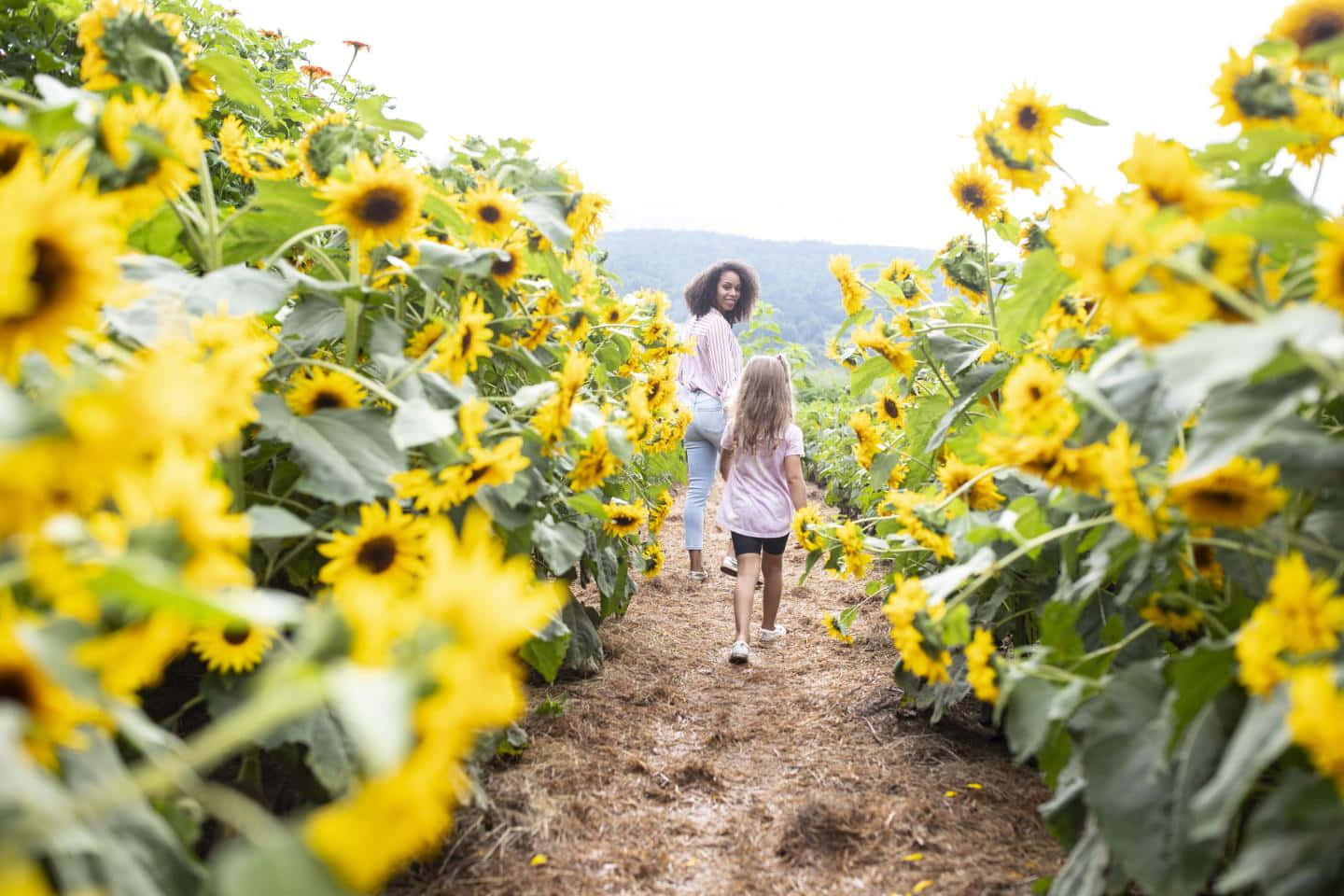 Beautiful Sunflower 桌布 壁紙 — 一位母親和女兒手牽手走過充滿活力的向日葵田，背景是起伏的山丘。