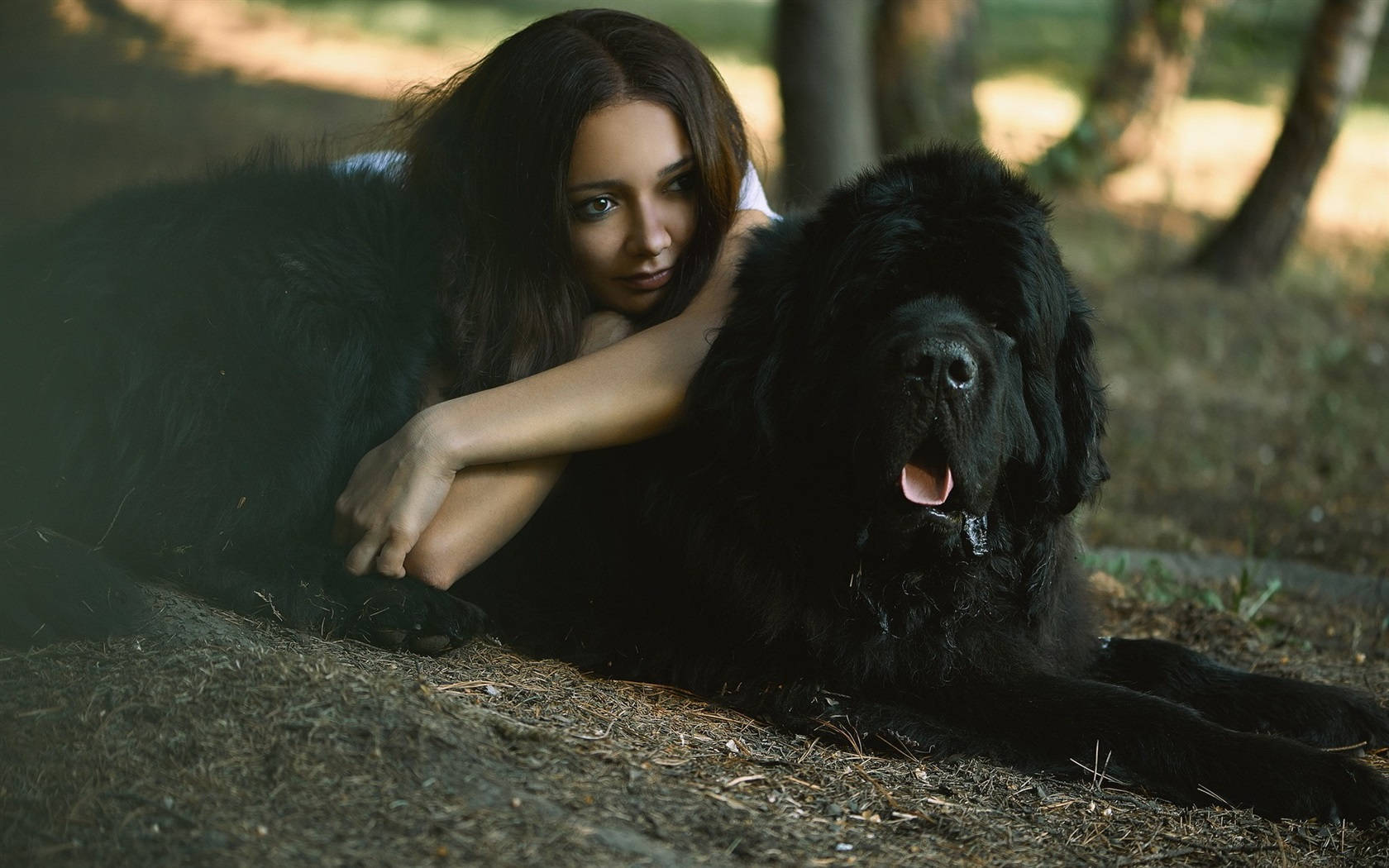 Dog And Girl 桌布 壁紙 — 一位深色頭髮的女性將頭靠在一隻大型黑色紐芬蘭犬身上，牠們一起躺在陽光普照的森林空地中。