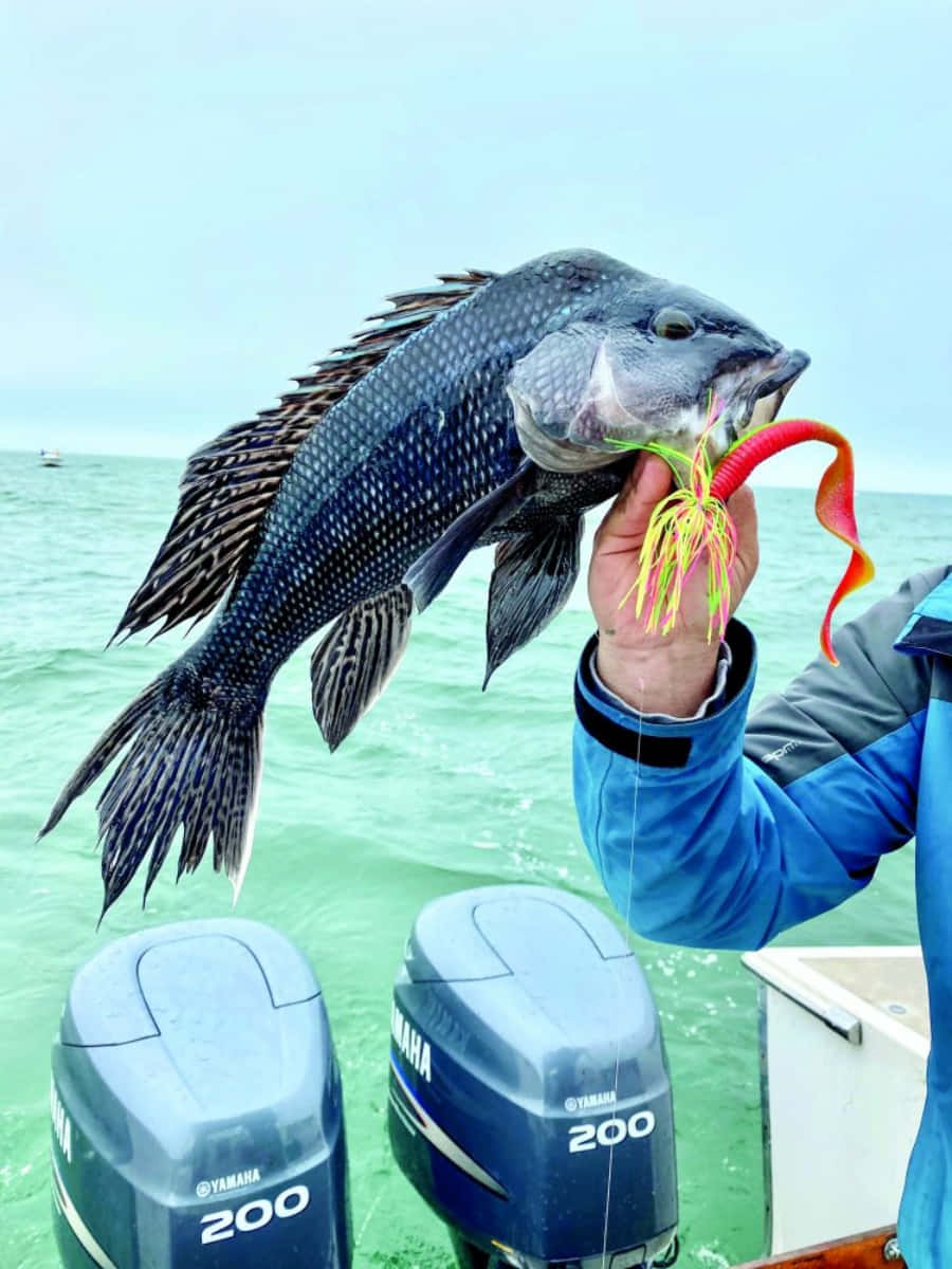 Black Sea Bass 桌布 壁紙 — 一位漁夫自豪地展示一條用鮮紅色魚餌釣到的大黑魚，站在一艘裝有兩個Yamaha舷外發動機的船上。