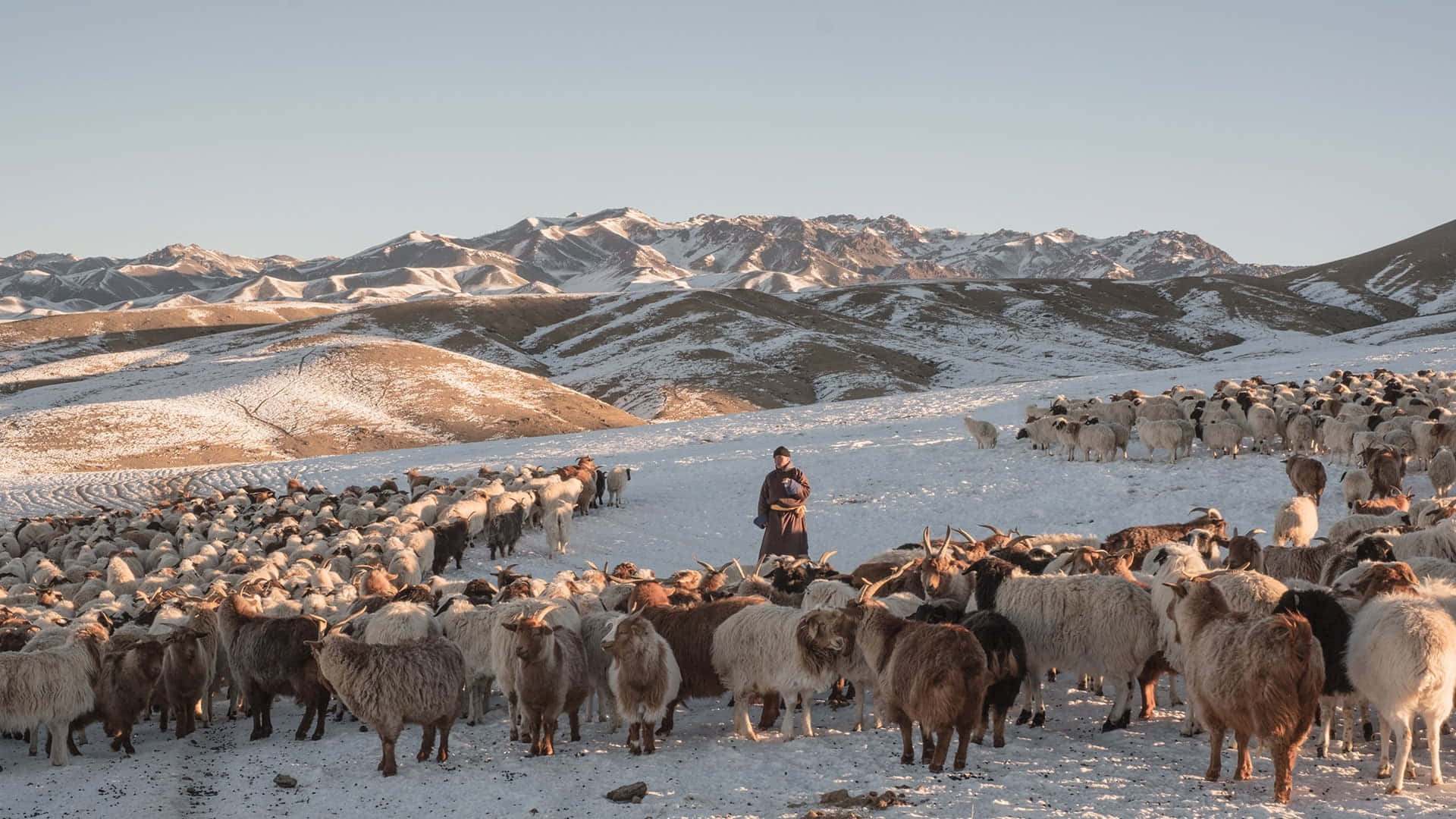動物 桌布 壁紙 — 一位牧羊人平靜地站在白雪覆蓋的山谷中，周圍是一大群羊，頭上是清澈的藍天。