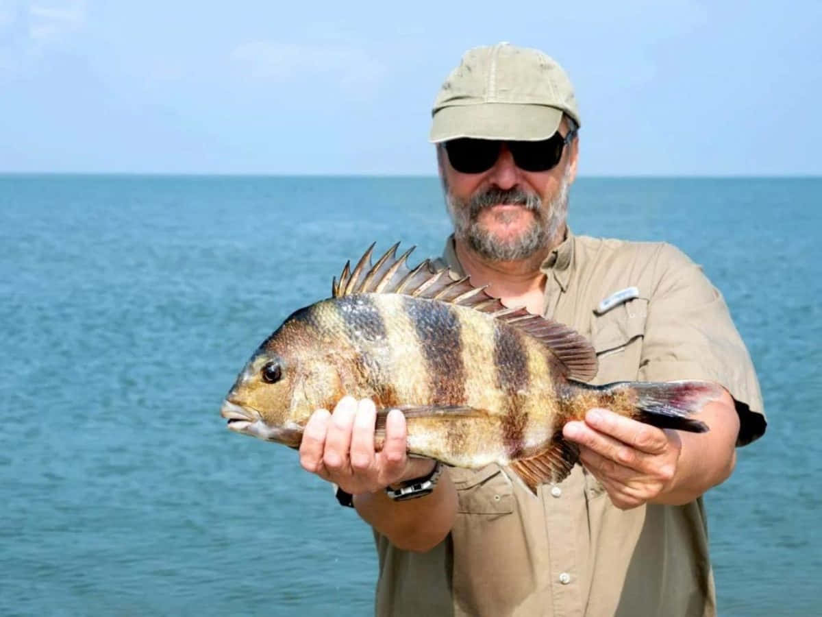Sheepshead Fish 桌布 壁紙 — 一位留鬍鬚的漁夫戴著帽子和太陽眼鏡，在平靜的藍色海洋背景下自豪地拿著一條大條紋魚。