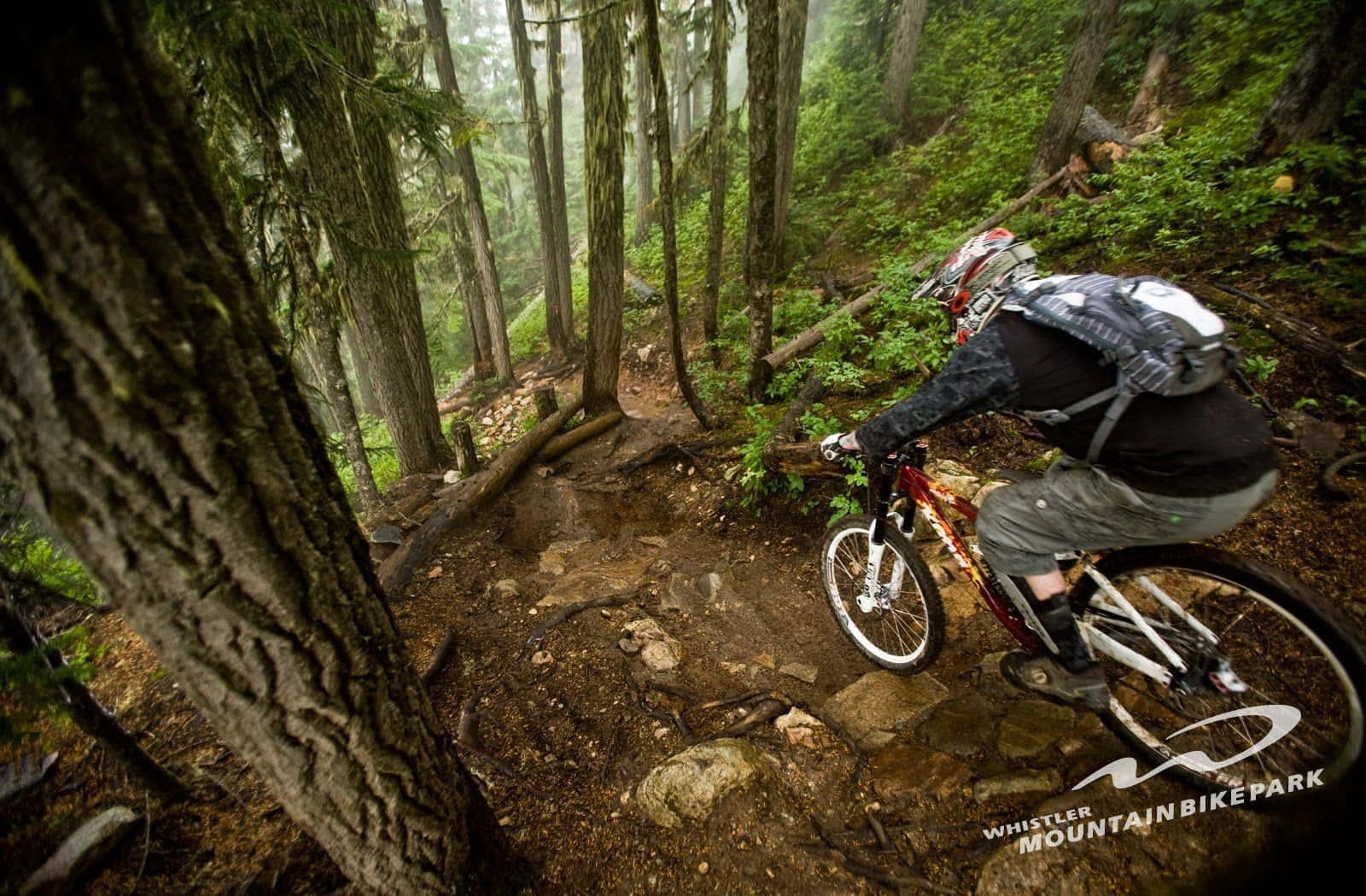 Mtb 桌布 壁紙 — 一位登山自行車手在崎嶇的森林小徑上穿梭，經過霧氣繚繞的樹木、長滿苔蘚的岩石和茂密的綠色植被。