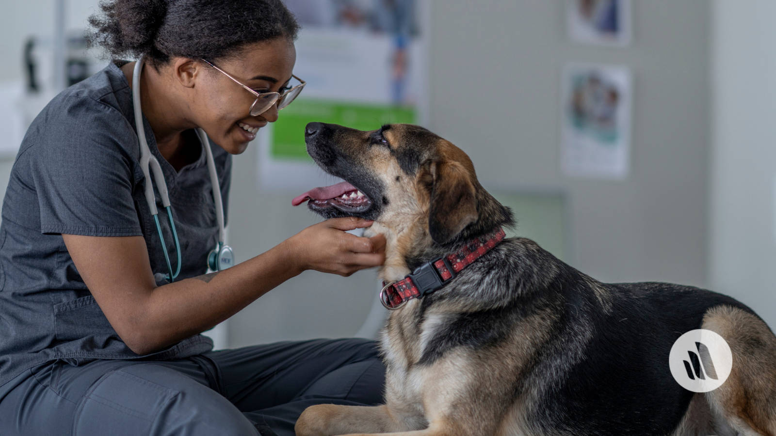 German Shepherd 桌布 壁紙 — 一位穿著手術服微笑的女獸醫在診所輕輕撫摸一隻開心的德國牧羊犬。