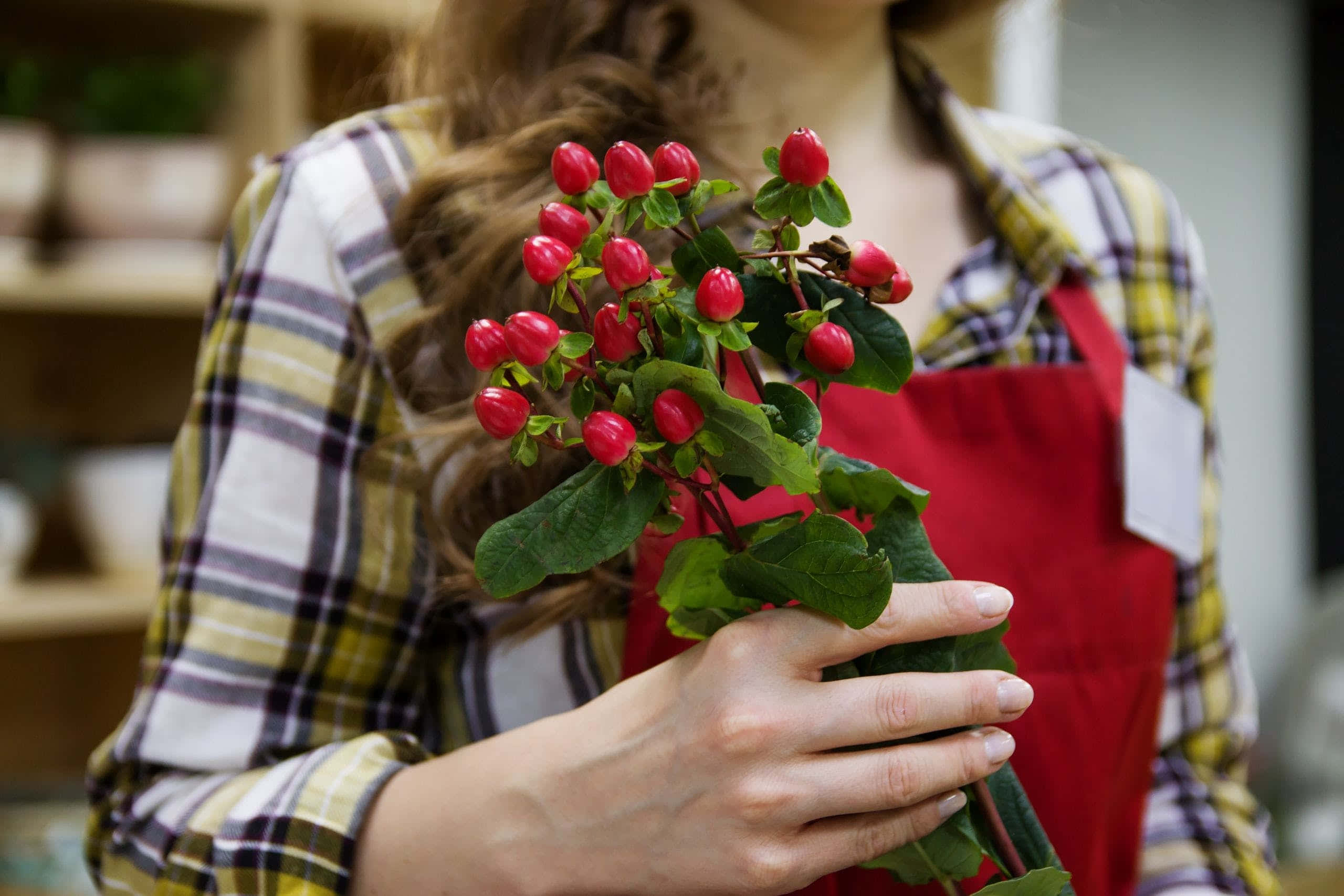 Florist 桌布 壁紙 — 一位穿著紅色圍裙的人小心翼翼地捧著一束鮮豔的紅色漿果和綠葉。