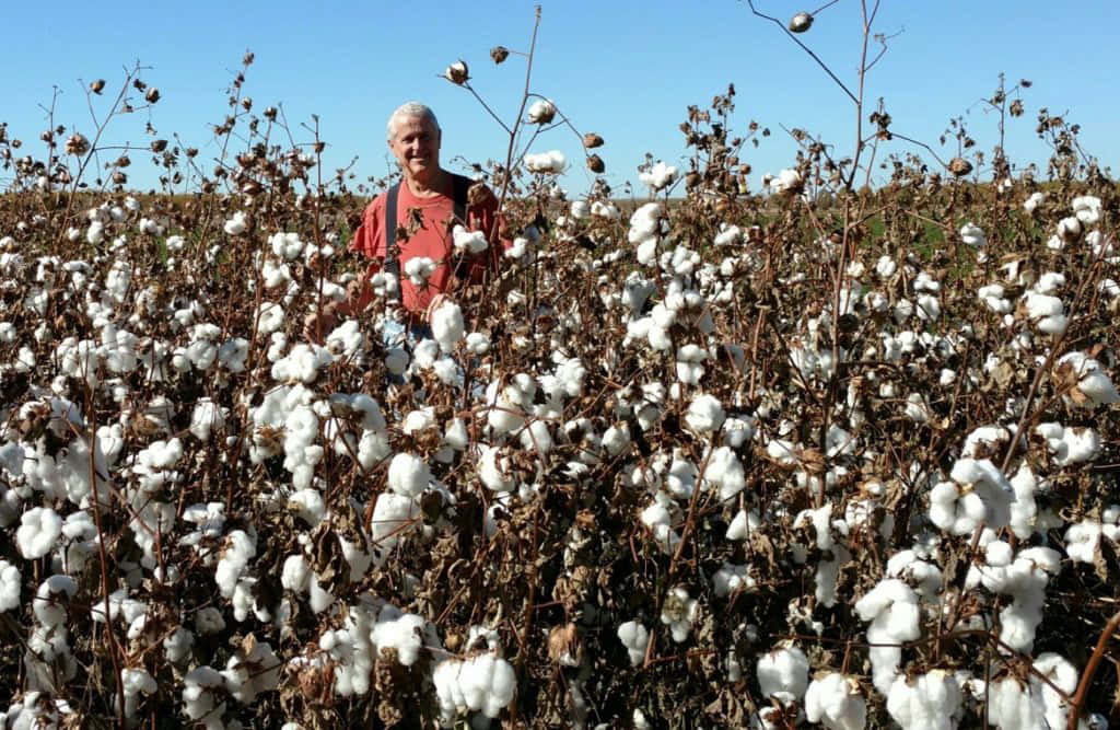 Cotton Field 桌布 壁紙 — 一位穿著紅衫、面帶微笑的男子，在一片廣闊的白色棉花田裡自豪地站著，背景是晴朗的藍天。