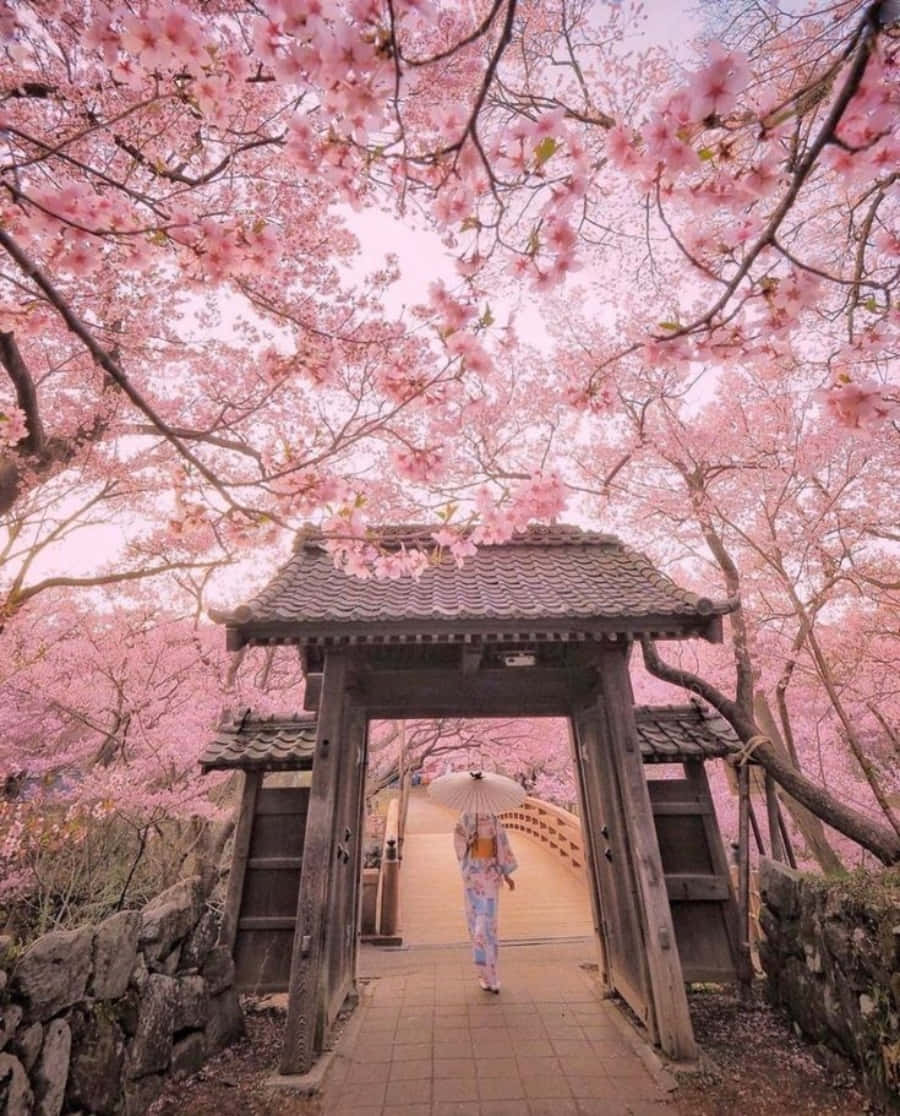 Sakura 桌布 壁紙 — 一位穿著花卉和服的人走過一個木門，門框被粉紅色的櫻花樹冠環繞。