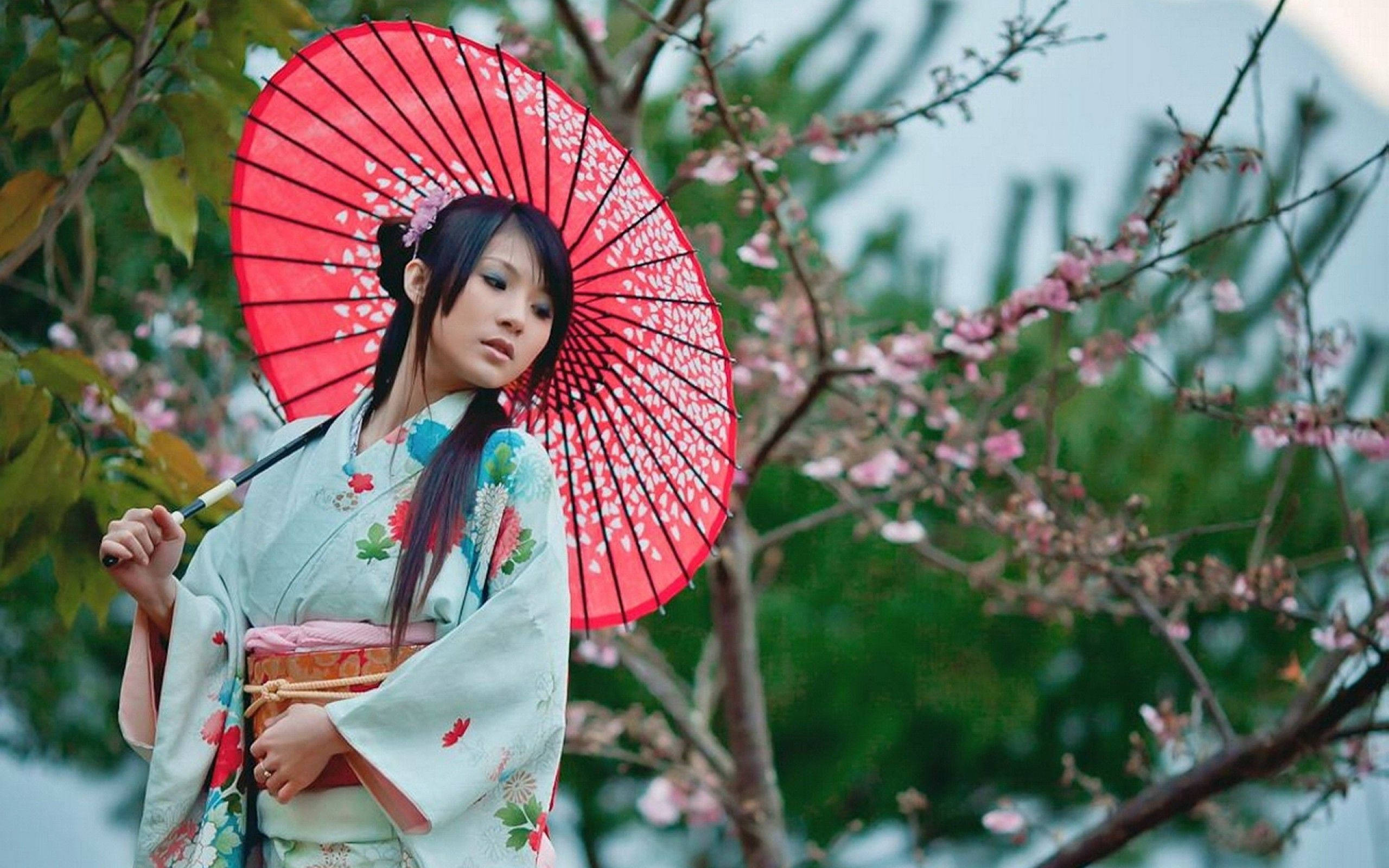 美女 桌布 壁紙 — 一位穿著花卉和服的女士在盛開的櫻花下拿著紅色陽傘。