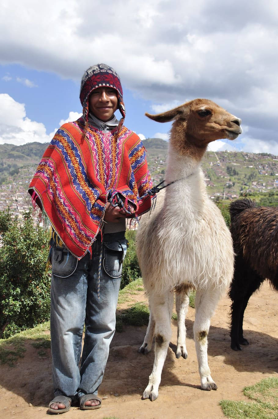 動物 桌布 壁紙 — 一位穿著鮮豔傳統編織服裝的年輕人，站在一頭白色美洲駝旁邊，身處山坡上，俯瞰著梯田村莊，天空部分多雲。