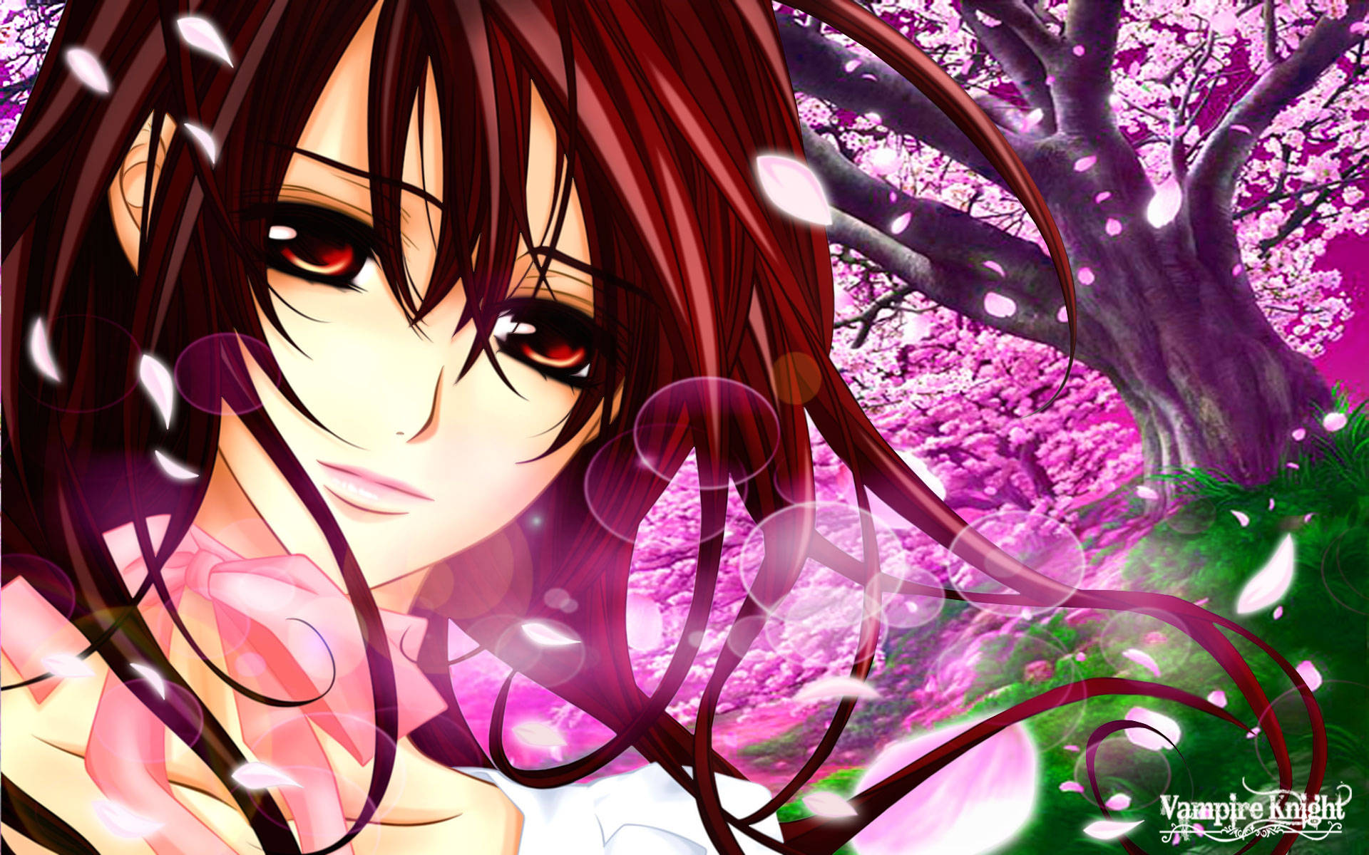 Vampire Knight 桌布 壁紙 — 一位紅眼長黑髮的動漫女孩站在充滿活力的粉紅櫻花樹下，花瓣在她周圍飄落。