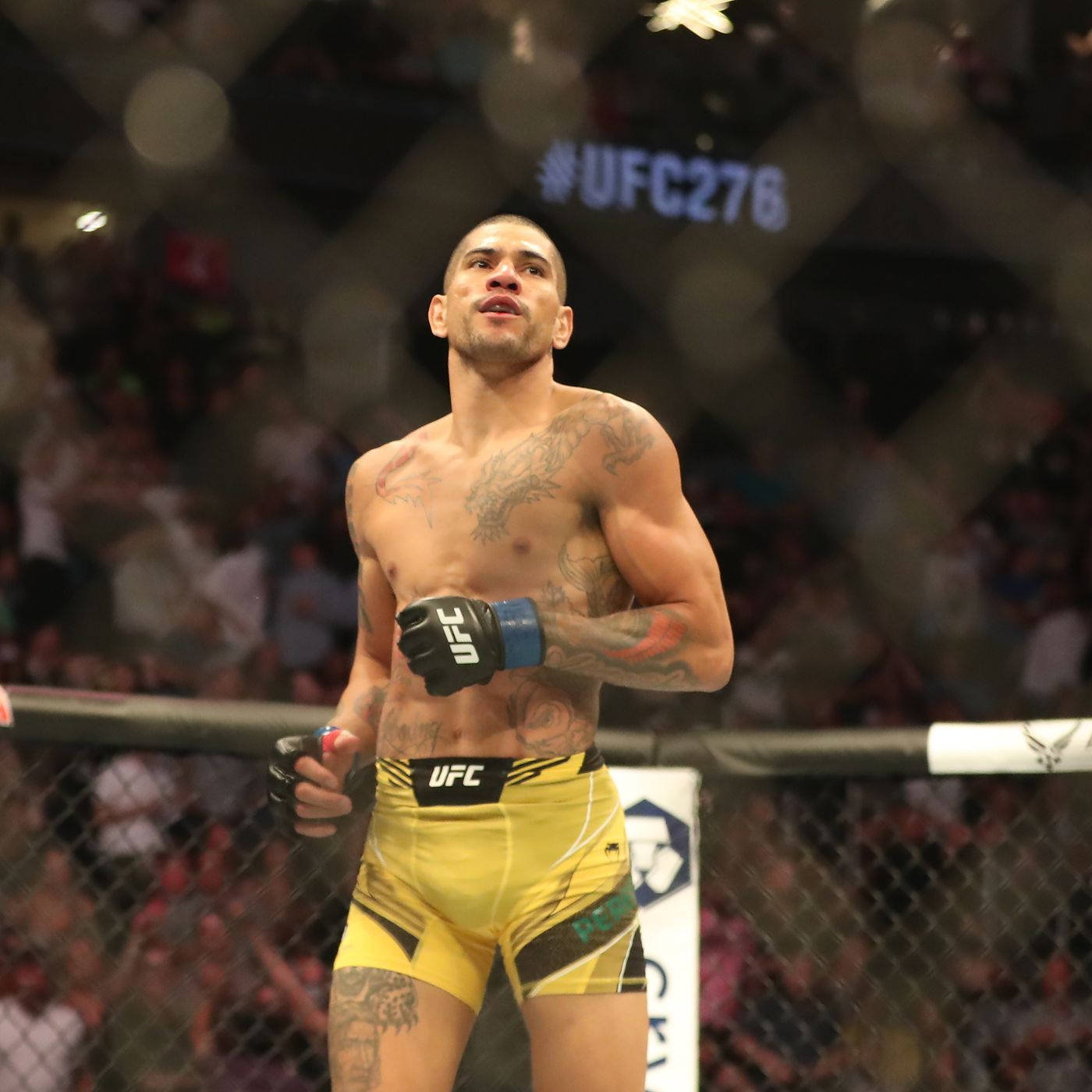 UFC 桌布 壁紙 — 一位紋身的UFC拳手穿著黃色短褲，在八角籠內勝利地站立，圍欄後有歡呼的人群。