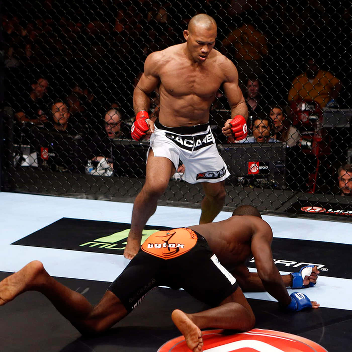 martial arts 桌布 壁紙 — 一位肌肉發達的MMA拳手身穿白色短褲，在籠內墊上擊敗對手，觀眾正在觀看。