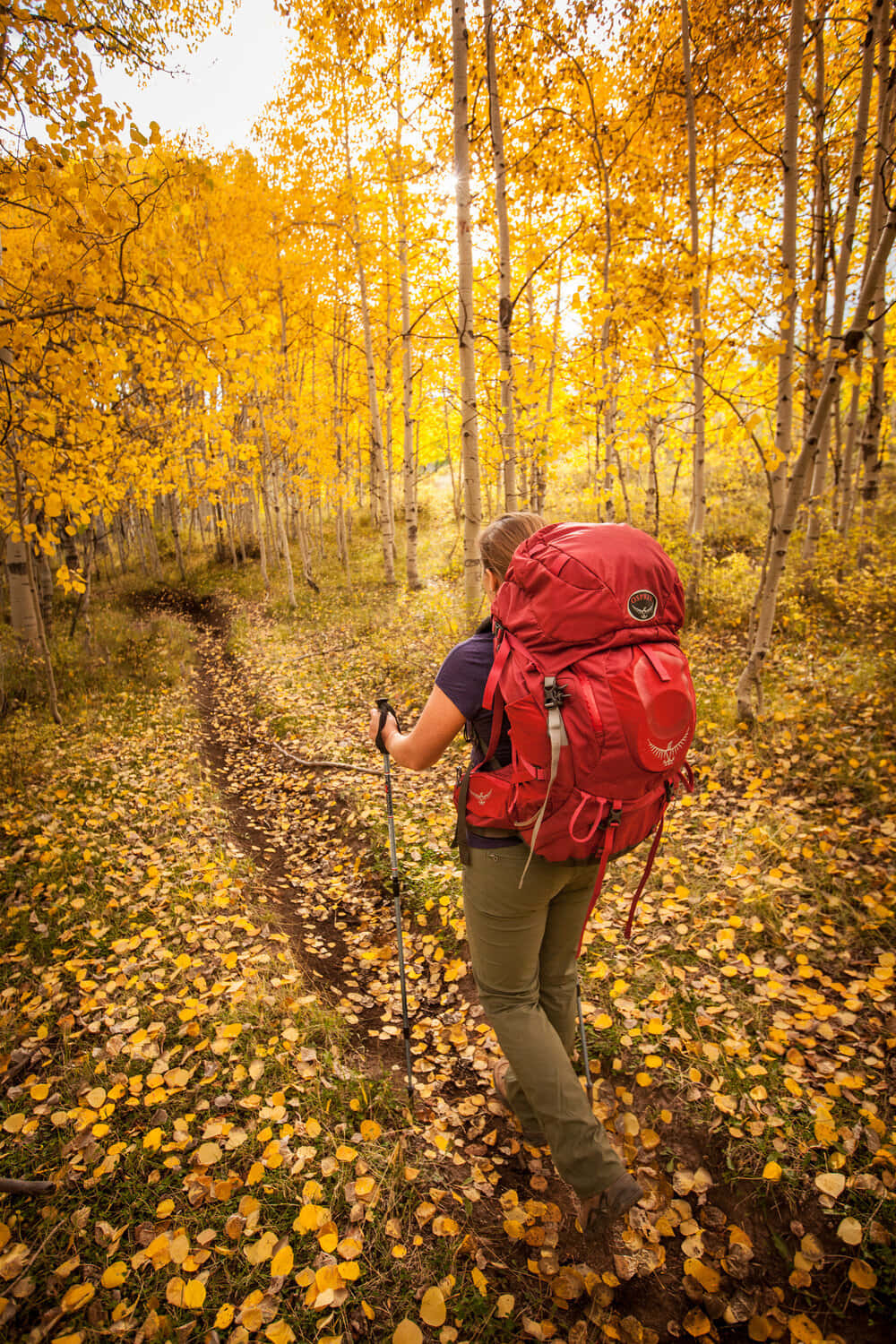 Fall Hikes 桌布 壁紙 — 一位背著紅色背包、手持登山杖的健行者，在柔和陽光下，走過鋪滿落葉的金色白楊樹林。