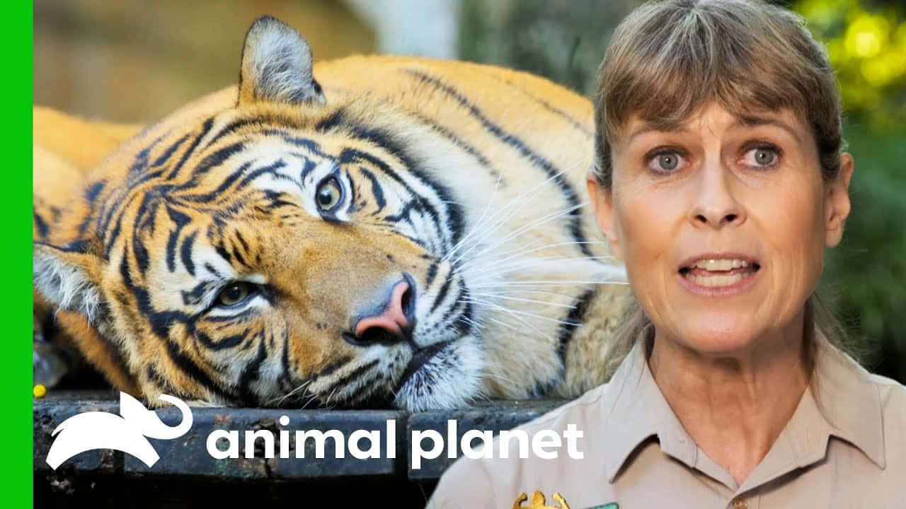 動物星球 桌布 壁紙 — 一位身穿卡其色制服的女士在一隻休息中、帶有搶眼橙色和黑色條紋的老虎的特寫旁邊說話。