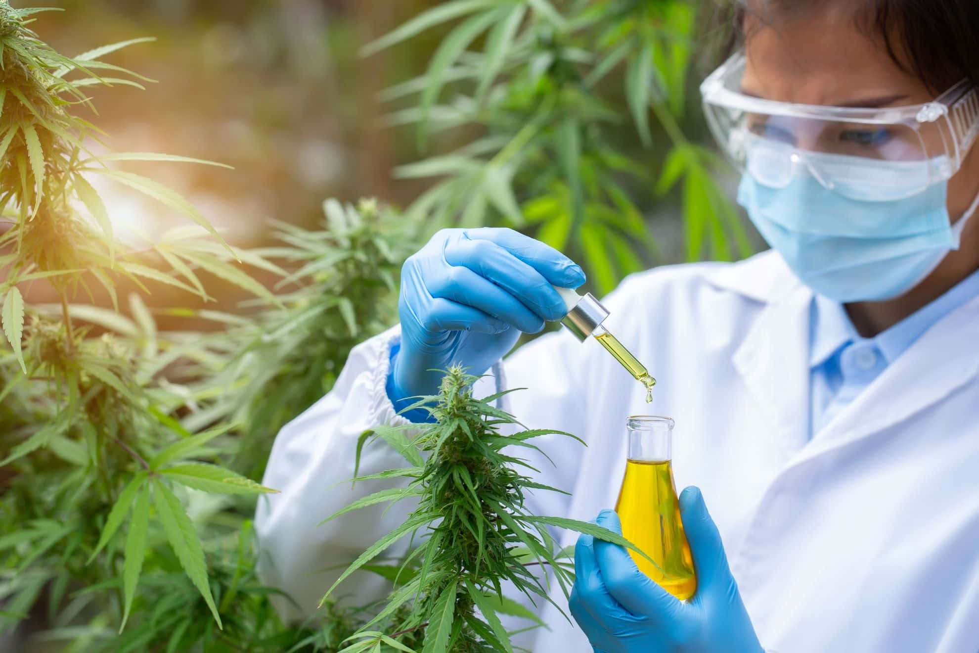 大麻 桌布 壁紙 — 一位身穿實驗室外套和安全裝備的科學家，在陽光明媚的溫室中從大麻植物中提取金色油。