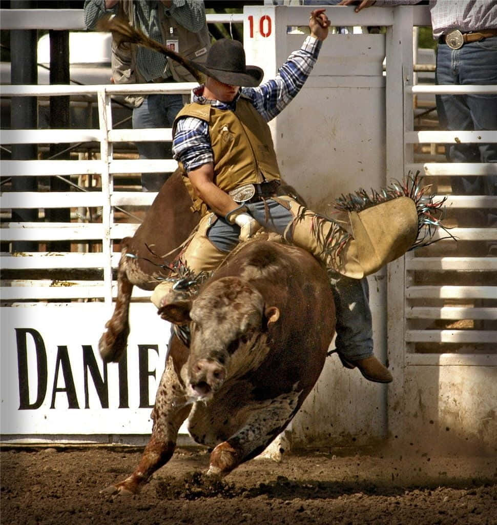 Rodeo 桌布 壁紙 — 一位身穿格紋襯衫、戴帽子的牛仔，緊緊抓住一頭從牛仔競技場閘口躍出的棕色公牛。