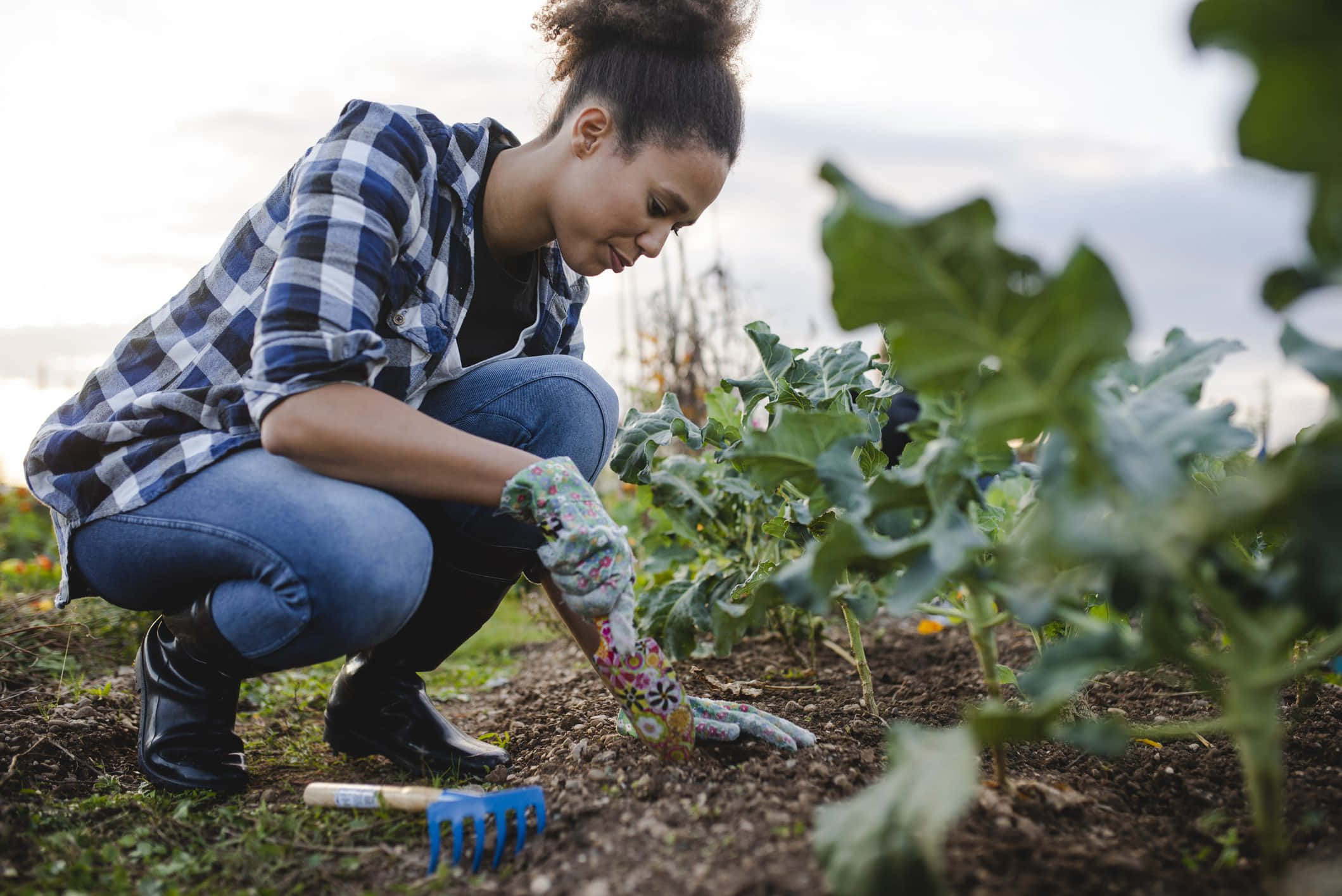 Gardening 桌布 壁紙 — 一位身穿格紋襯衫和園藝手套的女性蹲在菜園裡，在柔和日光下照料綠葉植物。