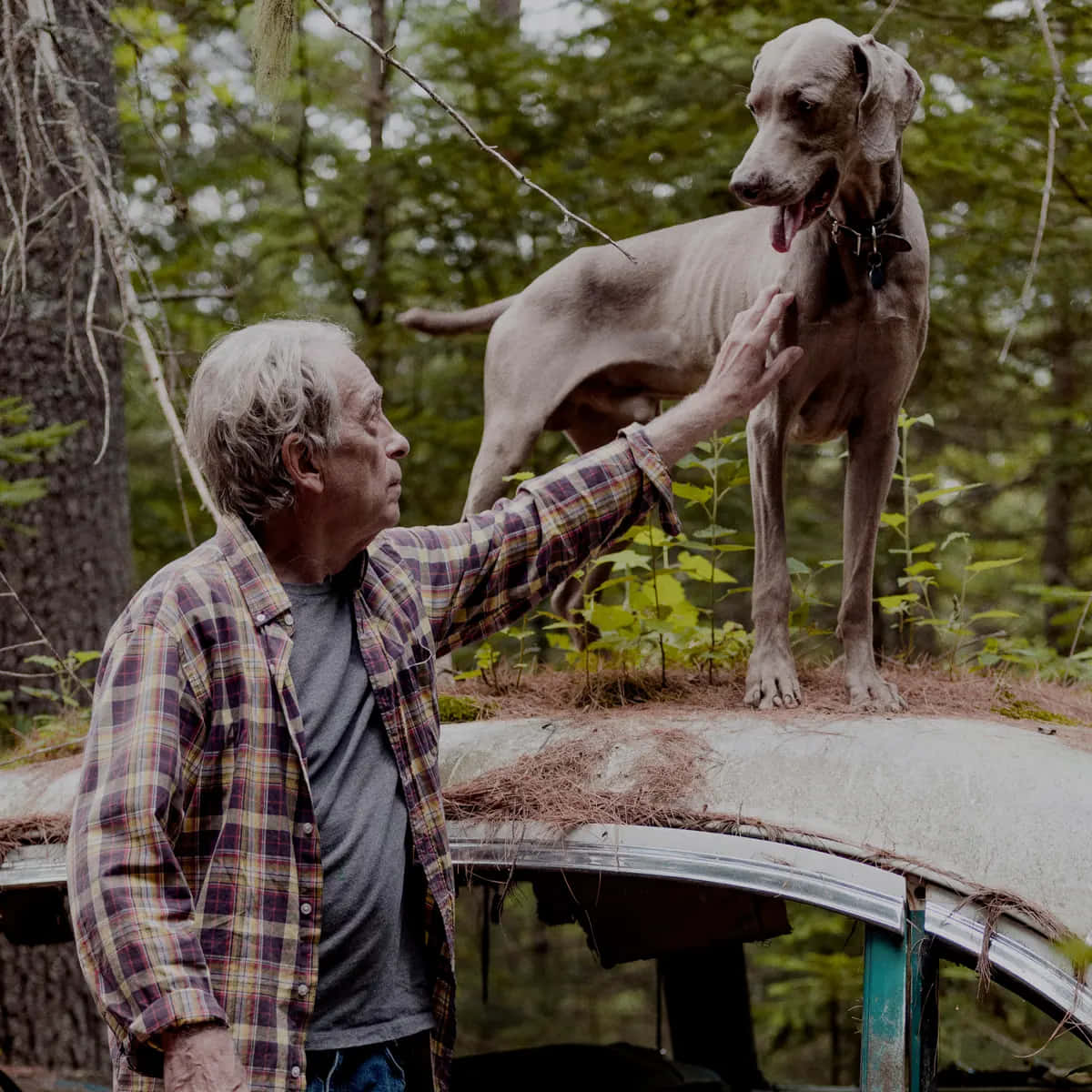 Weimaraner 桌布 壁紙 — 一位身穿格紋襯衫的長者在茂密森林中輕輕撫摸站在一輛飽經風霜的汽車上的大灰狗。