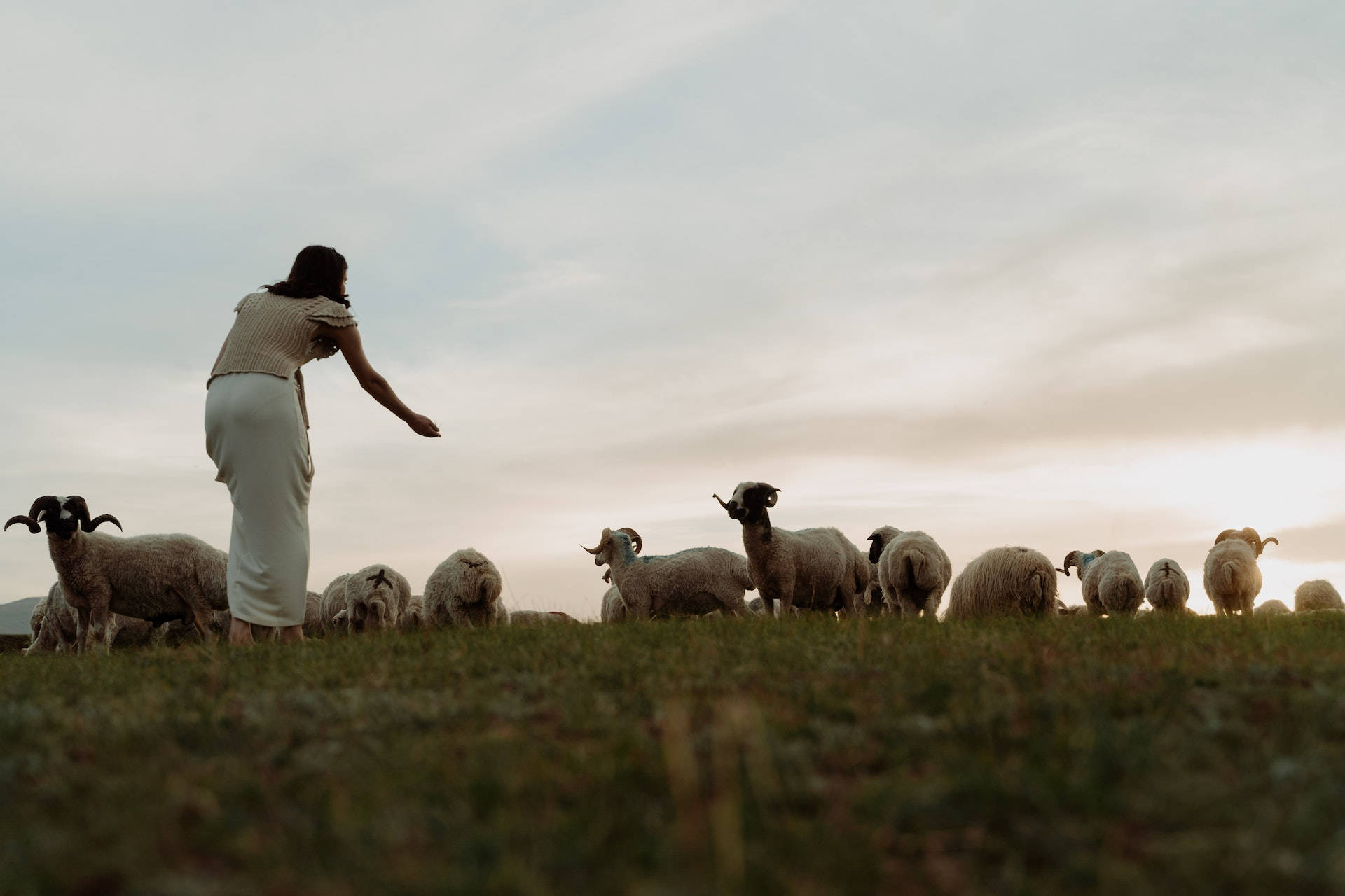 farm animals 桌布 壁紙 — 一位身穿條紋襯衫的女性，在黃金時刻溫柔地帶領一群羊穿過草地。