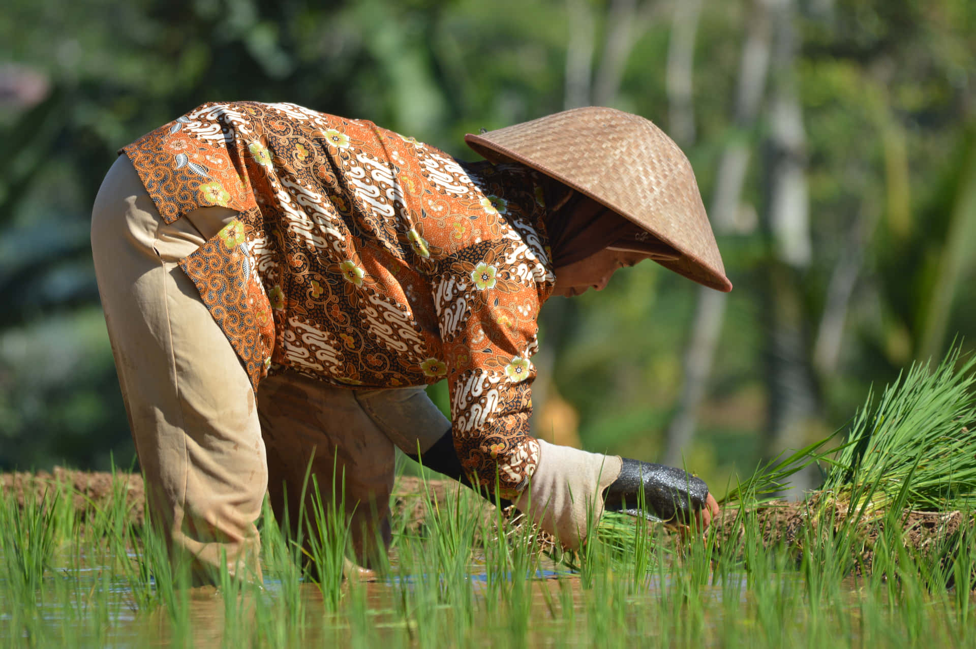 Woman Planting Rice in the Small Ricefield 壁紙 — 一位身穿橙色圖案襯衫和寬邊帽的農夫彎腰在淹水的田裡插秧。