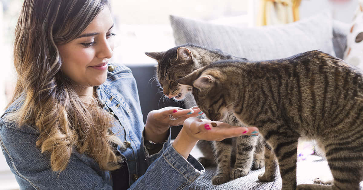 寵物動圖 桌布 壁紙 — 一位身穿牛仔外套的女性，在一個配有柔軟枕頭的舒適沙發上，輕輕撫摸兩隻虎斑貓。