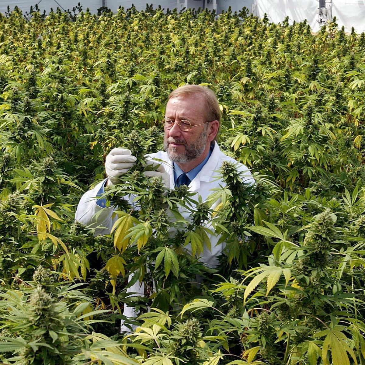 大麻 桌布 壁紙 — 一位身穿白色實驗室外套的科學家在密集的室內種植設施中檢查大麻植物。