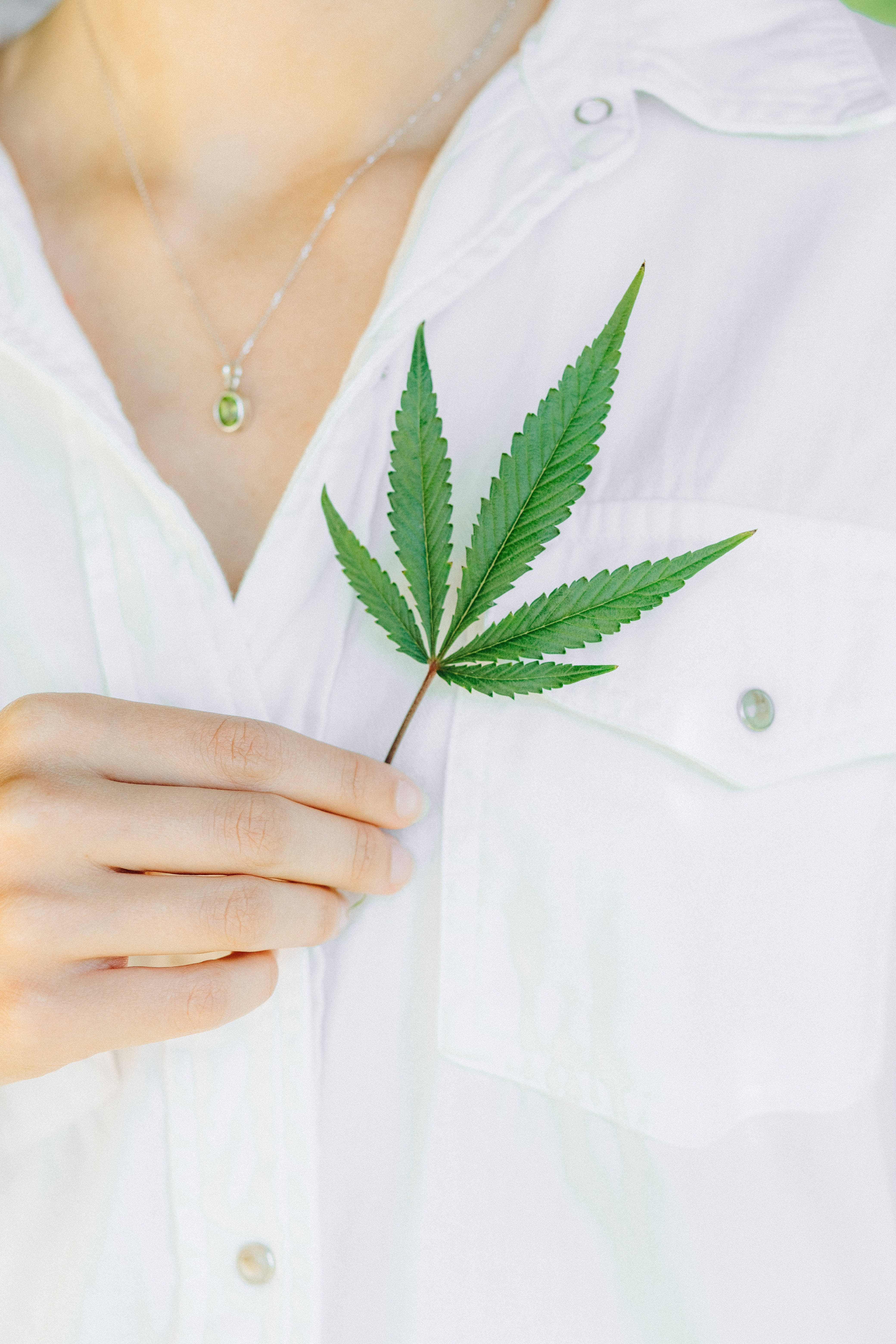 酷炫大麻 桌布 壁紙 — 一位身穿白色襯衫的人輕輕地將一片充滿活力的綠色大麻葉放在胸前。