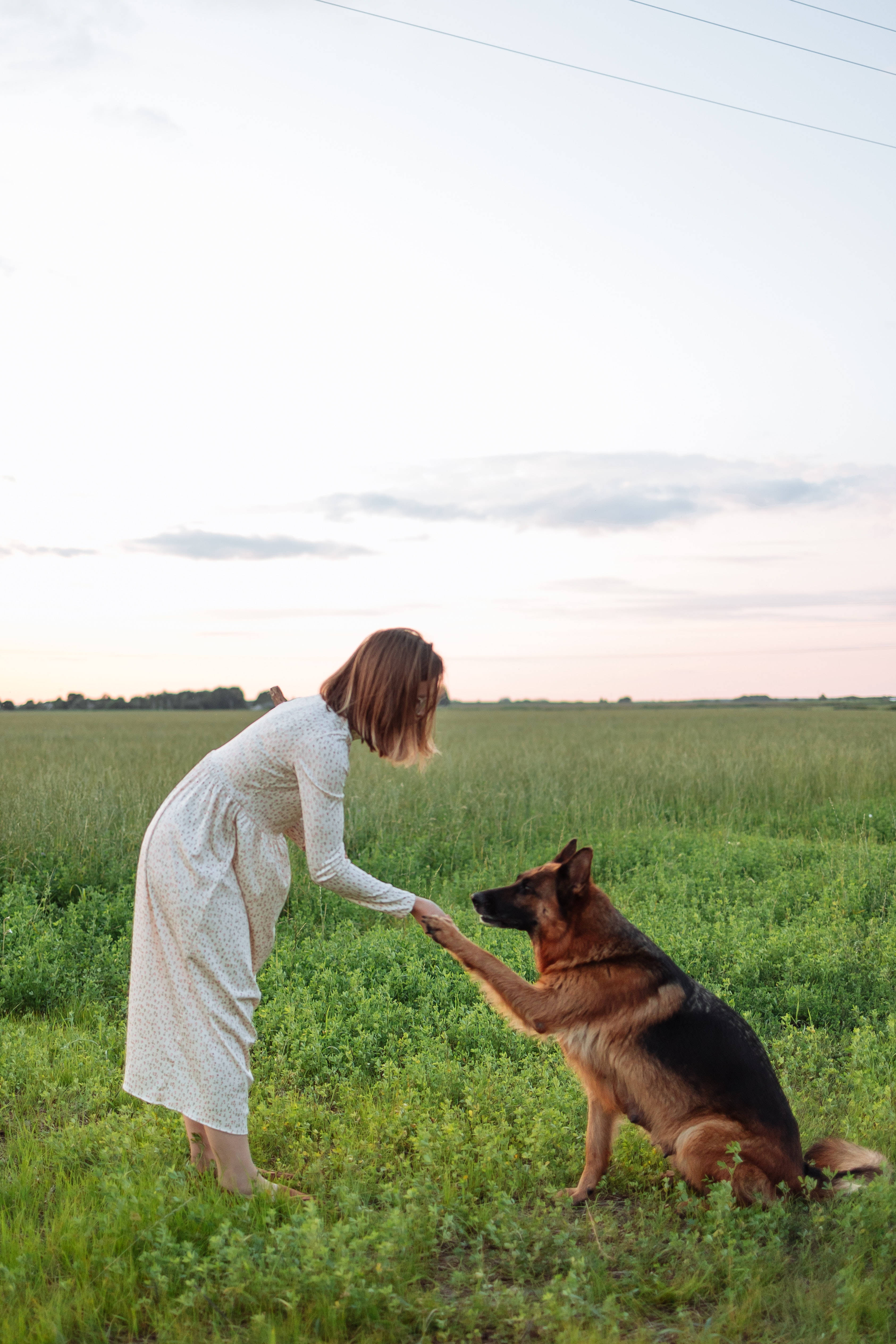 German Shepherd 桌布 壁紙 — 一位身穿白色連衣裙的女性在廣闊的綠色田野中，於日落時分與一隻德國牧羊犬輕輕握手。
