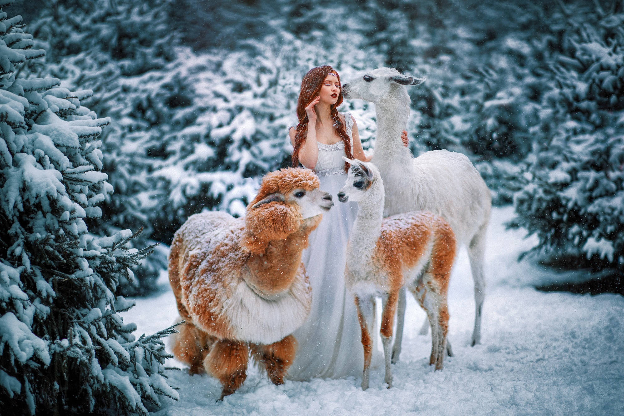 動物 桌布 壁紙 — 一位身穿白色長袍的女性，在雪覆蓋的常青樹林中，與三隻羊駝安然站立。