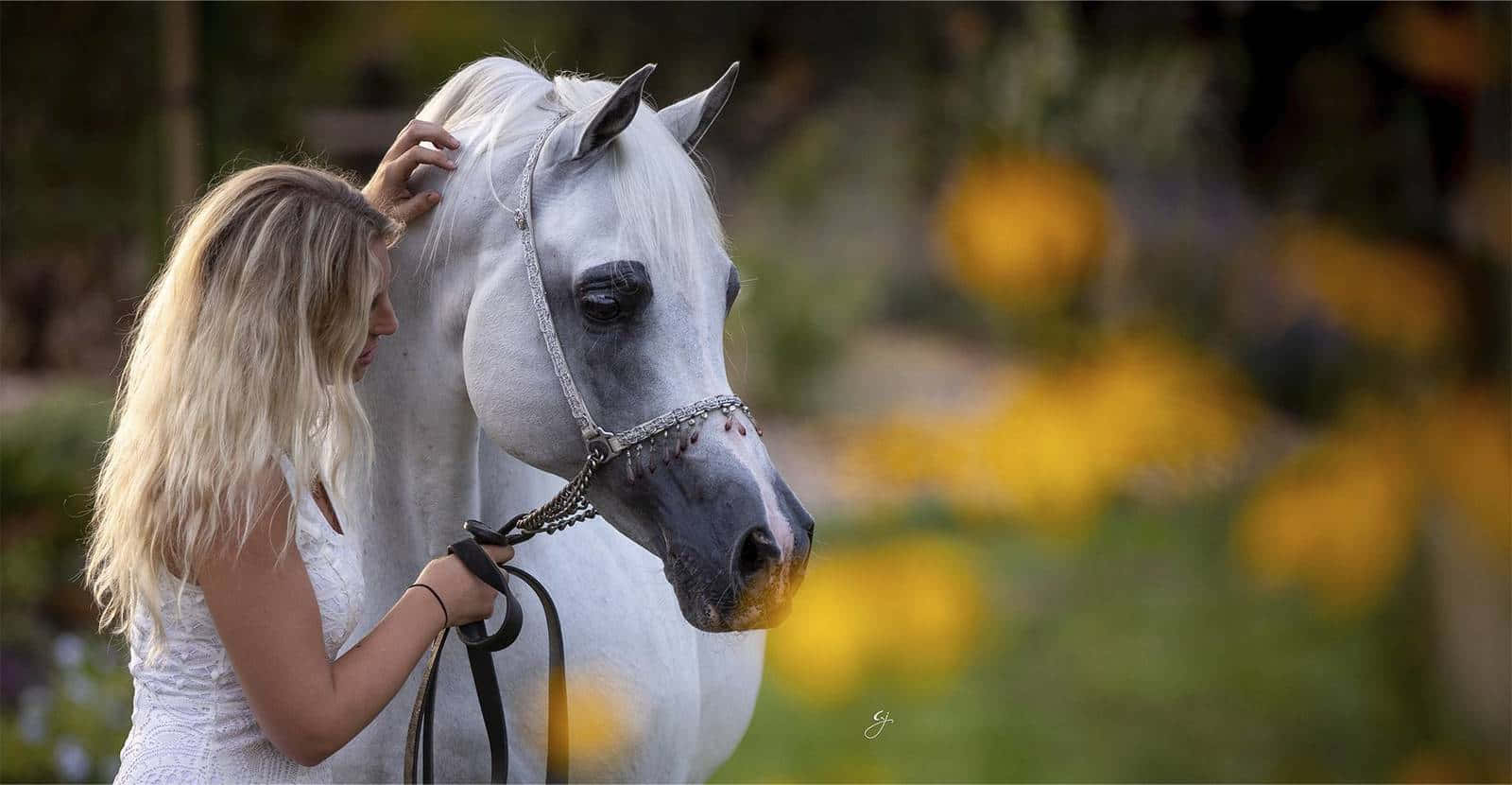 Arabian Horse 桌布 壁紙 — 一位身穿白衣的女性，在金色花朵的柔和背景下，輕輕撫摸一匹雄偉的白色阿拉伯馬。