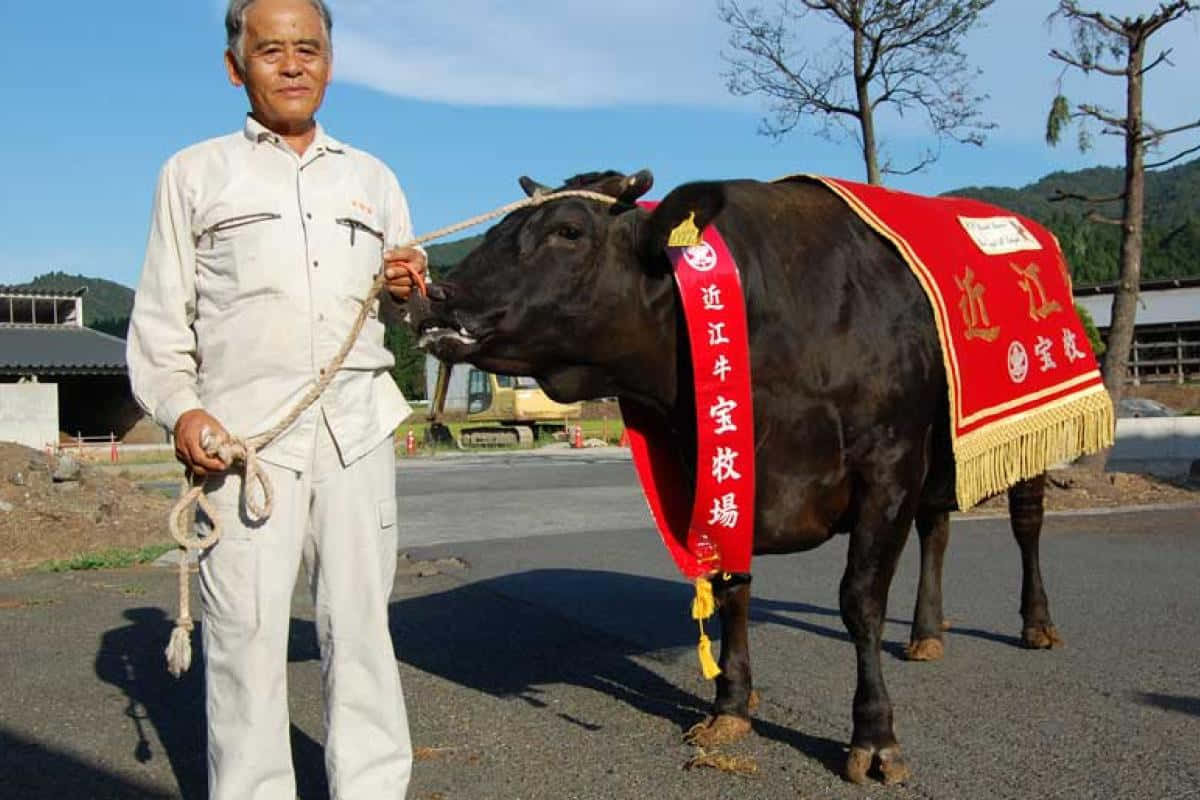 乳牛動圖 桌布 壁紙 — 一位身穿白衣的長者自豪地站在一頭裝飾著紅色儀式腰帶的黑牛旁邊，背景是晴朗的藍天。
