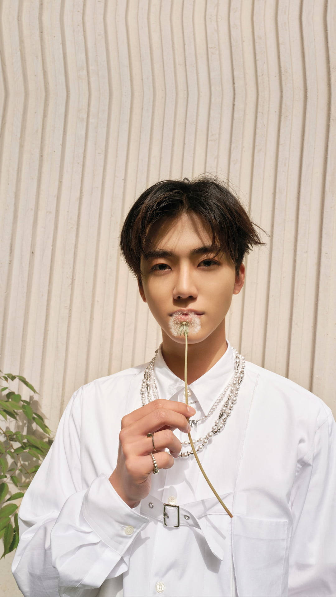 jaemin 桌布 壁紙 — 一位身穿白襯衫的年輕男子，將蒲公英放在唇邊，背景是帶有紋理的米色牆壁，附近有綠植。