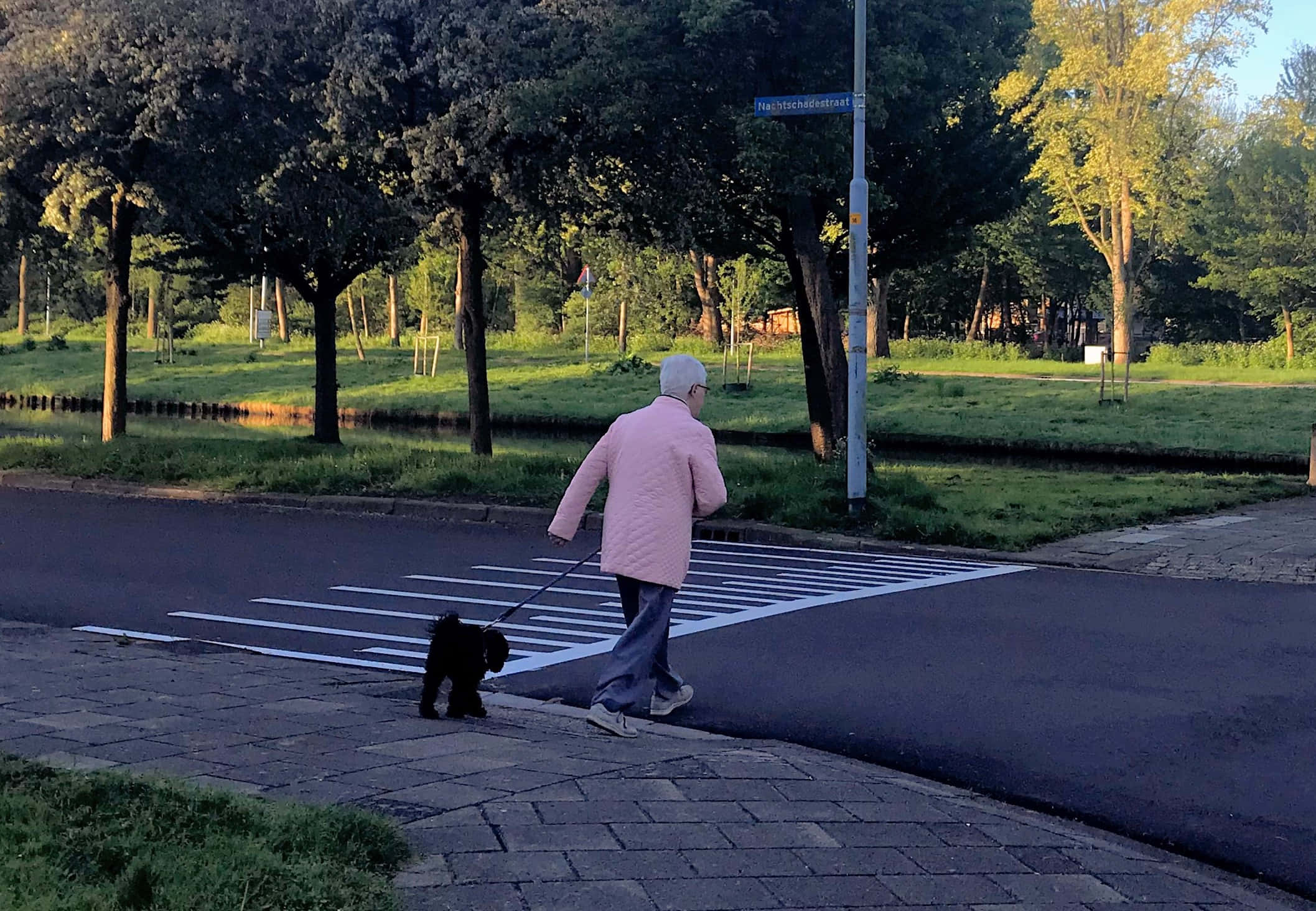 狗 桌布 壁紙 — 一位身穿粉紅色外套的長者，在黃金時段帶著一隻小黑狗過馬路，背景有樹木和草地。