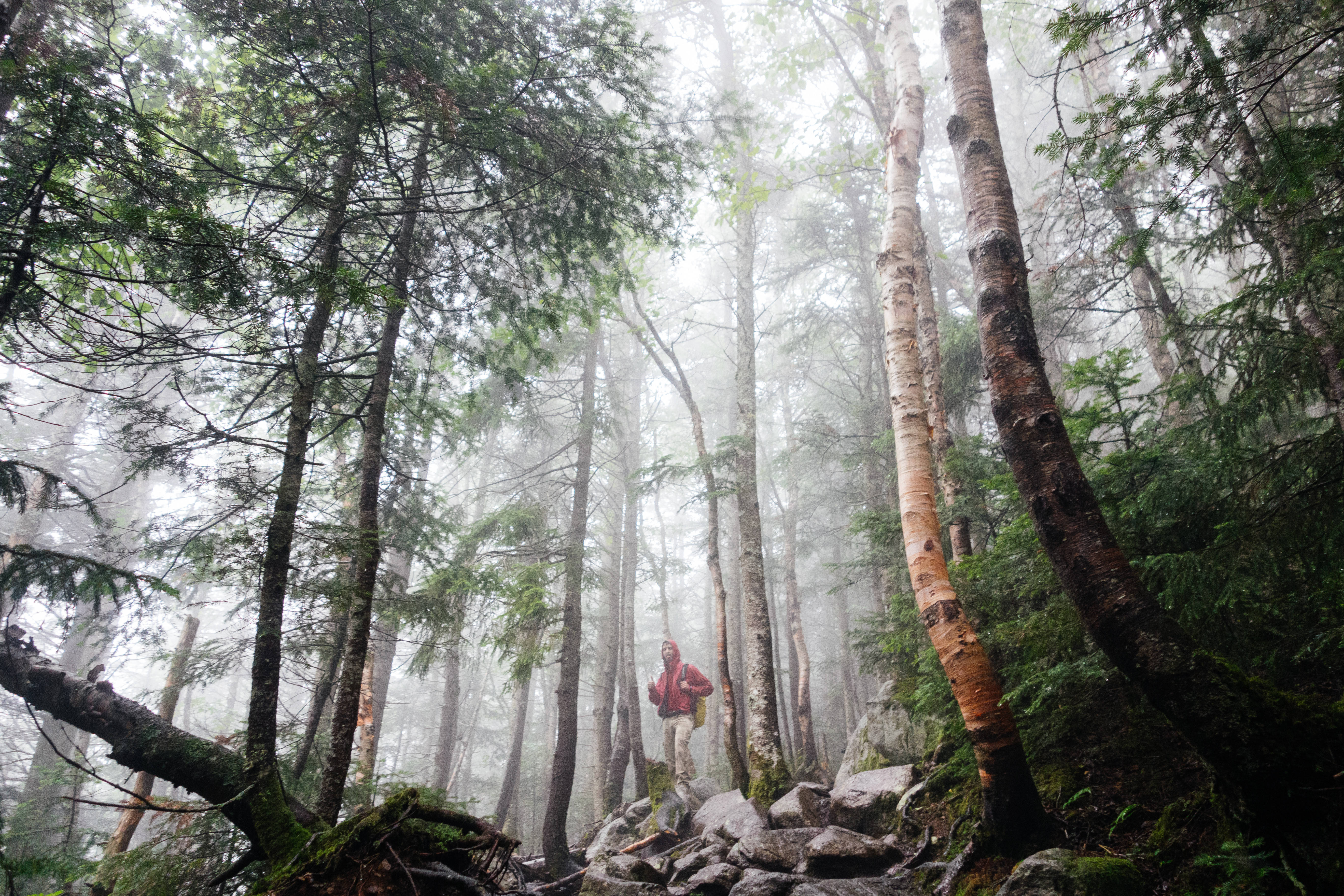 Rainforest 桌布 壁紙 — 一位身穿紅色外套的孤獨登山者，在霧氣瀰漫的森林小徑上攀登，周圍是高聳的白樺樹和常青樹。