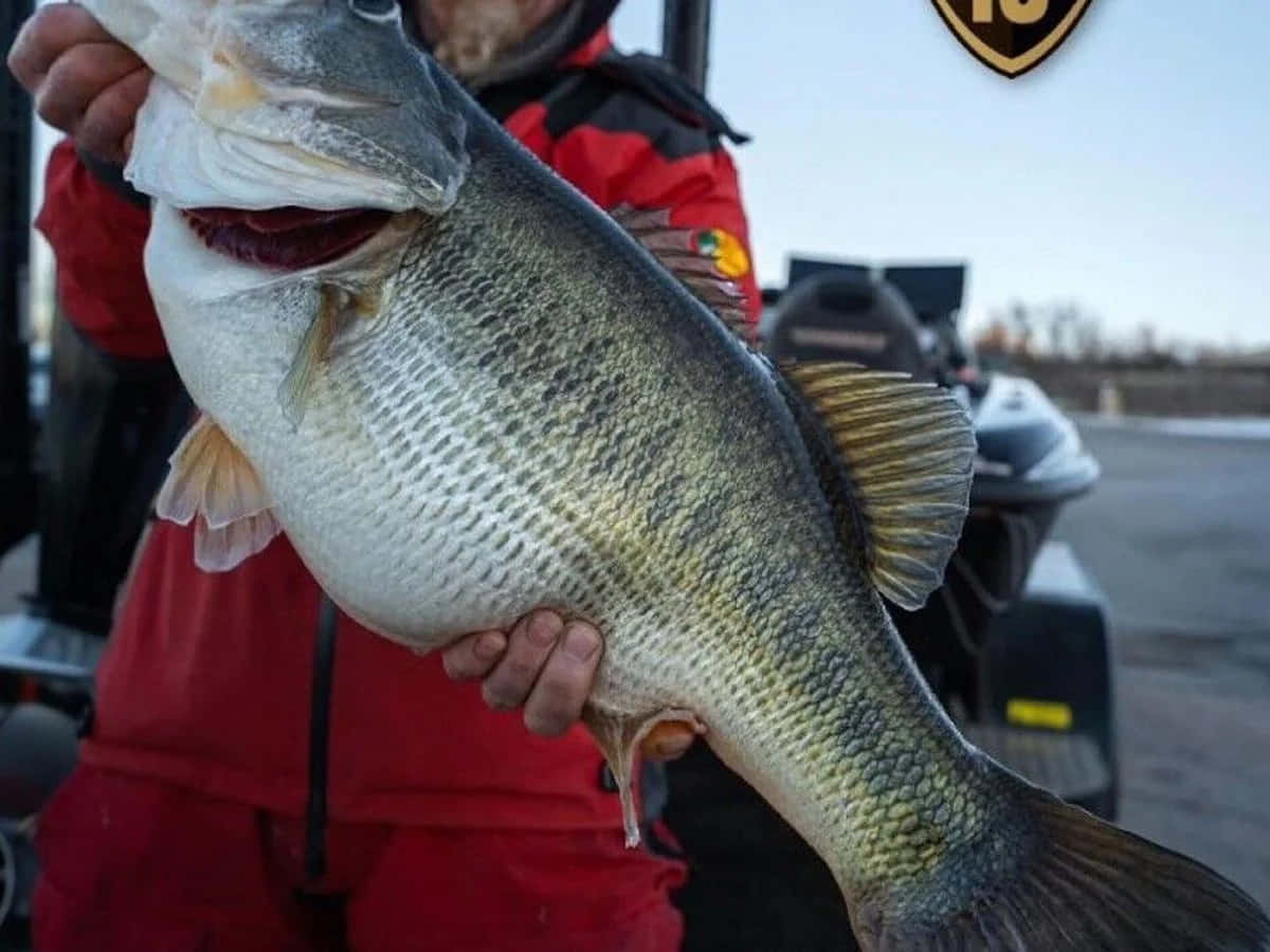 魚 桌布 壁紙 — 一位身穿紅色外套的漁夫自豪地抱著一條鱗片細緻、嘴巴張開的大鱸魚，背景是船隻。