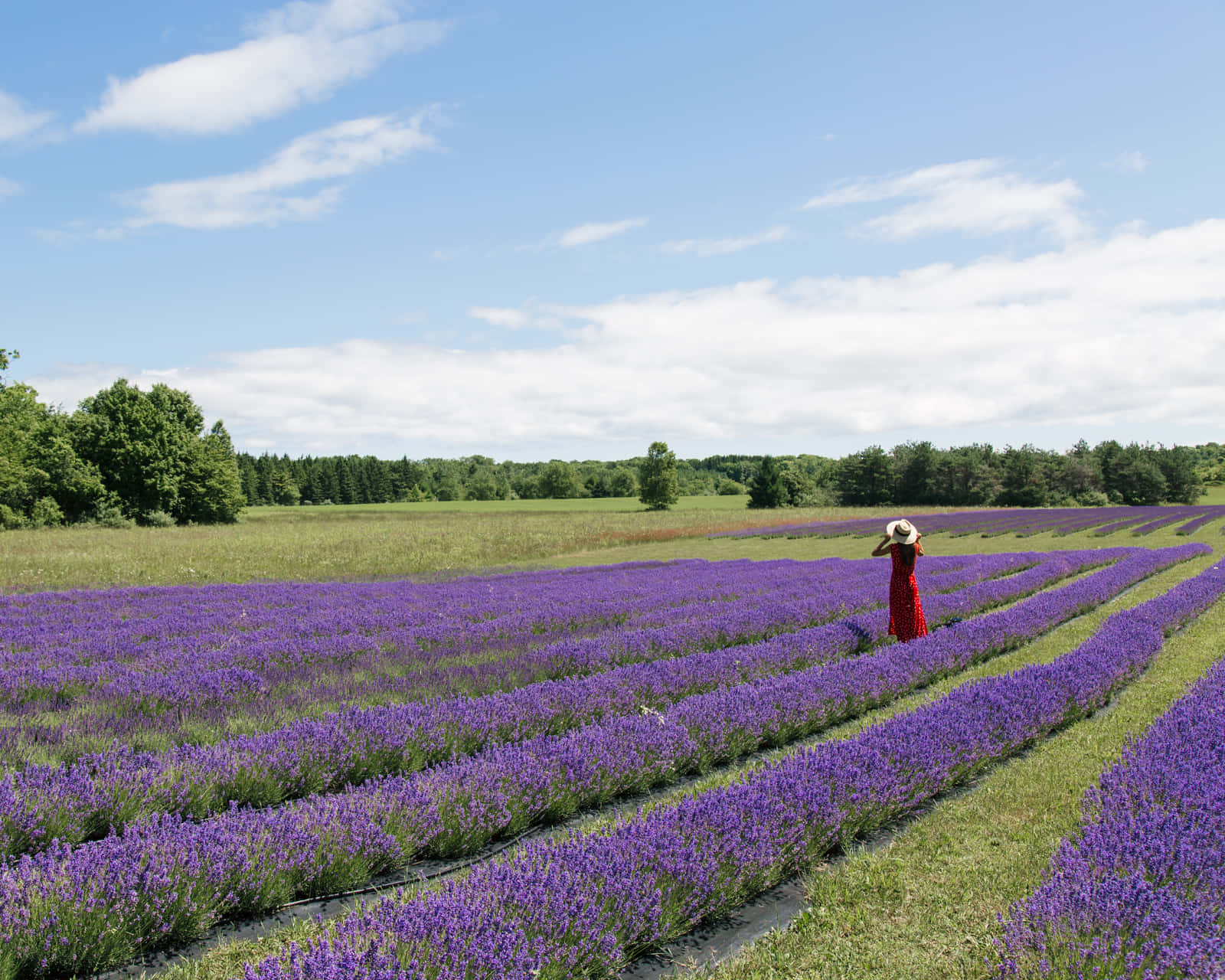 Lavender Field 桌布 壁紙 — 一位身穿紅色連衣裙、戴著草帽的女性，站在一望無際的盛開紫色薰衣草花田中，頭頂是藍天白雲。