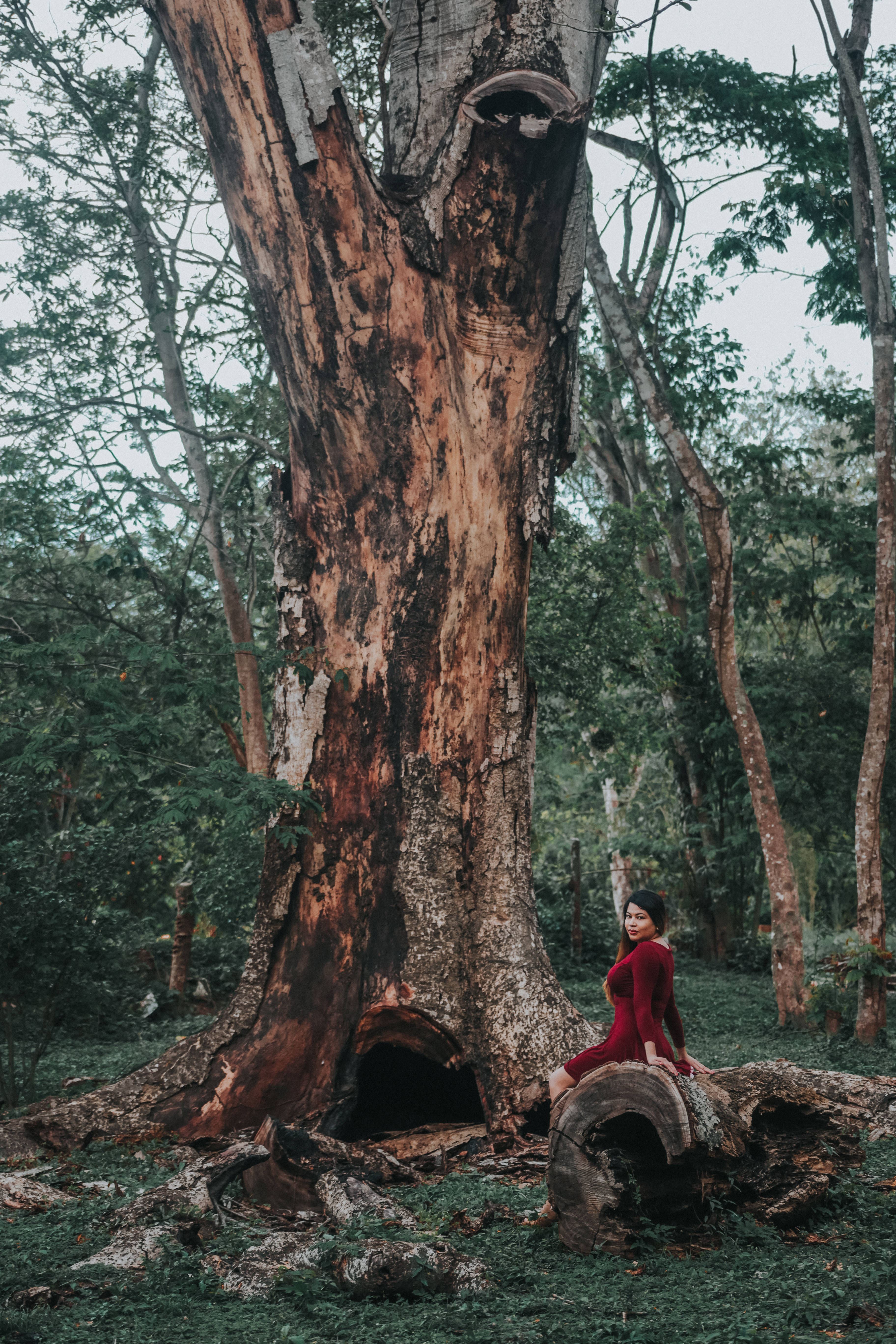 Honduras 桌布 壁紙 — 一位身穿紅色連衣裙的女性優雅地坐在一根倒下的圓木上，旁邊是一棵巨大的古樹，周圍是鬱鬱蔥蔥的綠色森林。
