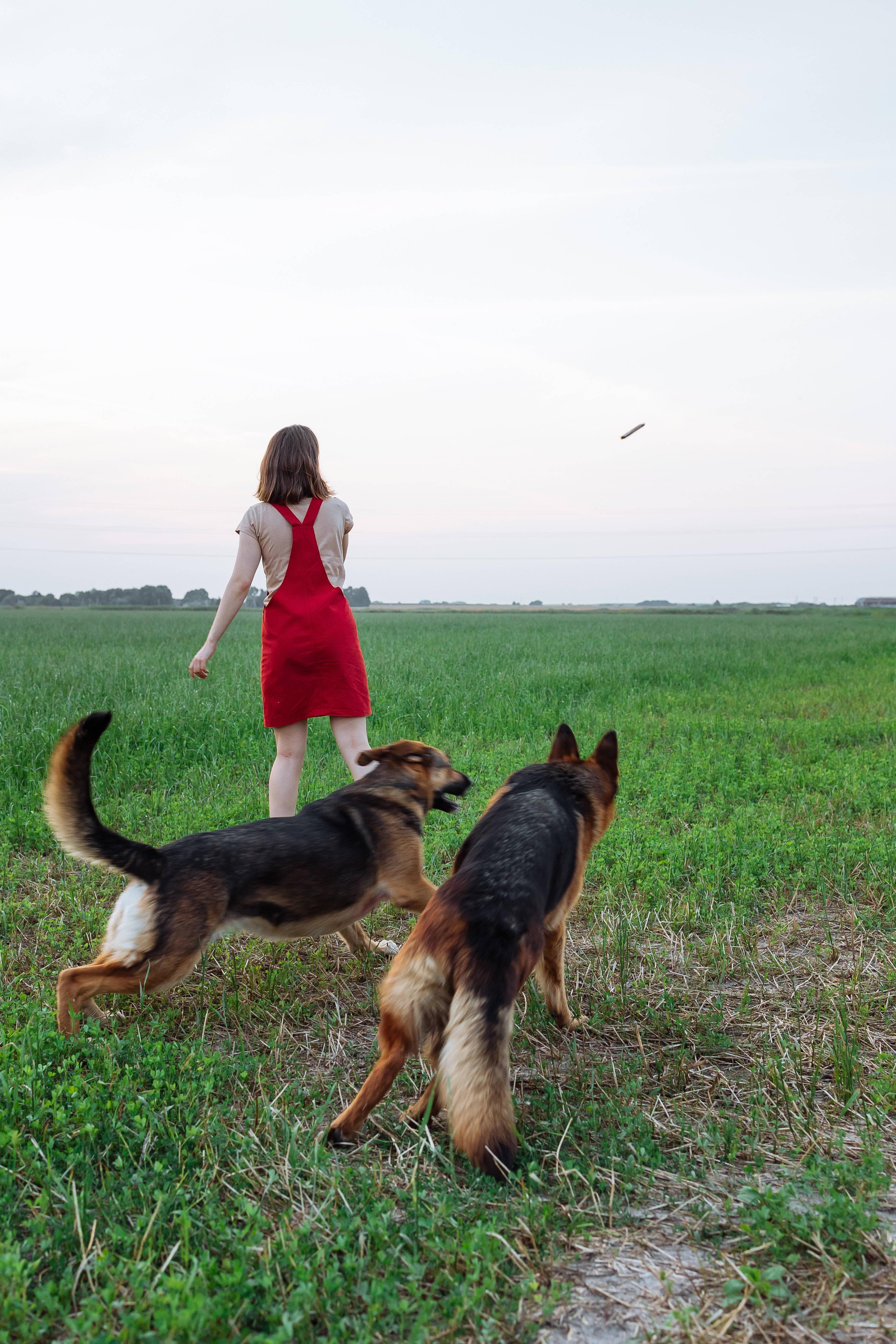 Dogs 桌布 壁紙 — 一位身穿紅色連衣裙的女性在黃昏時分帶著兩隻德國牧羊犬穿過廣闊的綠色田野，頭頂有一隻鳥飛過。