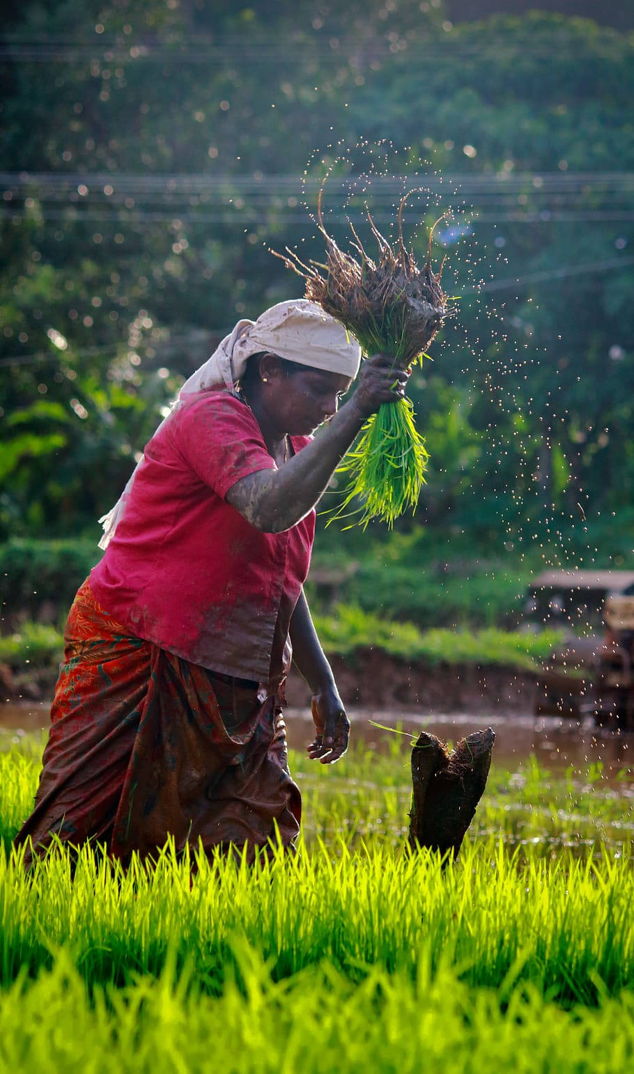 Farmer 桌布 壁紙 — 一位身穿紅衫、頭戴頭巾的農夫在翠綠的稻田中濺起泥水，正在插秧。