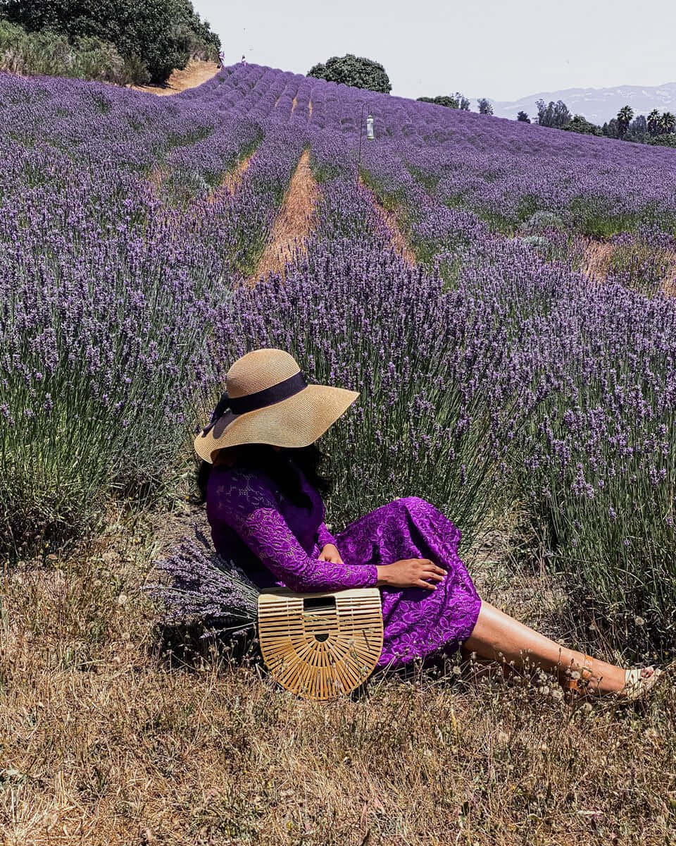 Lavender 桌布 壁紙 — 一位身穿紫色連衣裙和草帽的女性，在晴朗的天空下，平靜地坐在盛開的薰衣草田之間。