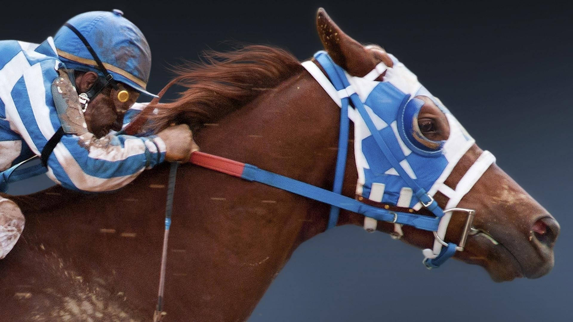 Secretariat 桌布 壁紙 — 一位身穿藍白條紋的騎師，騎著一匹戴著藍白保護面罩的棕色賽馬，傾身入彎。